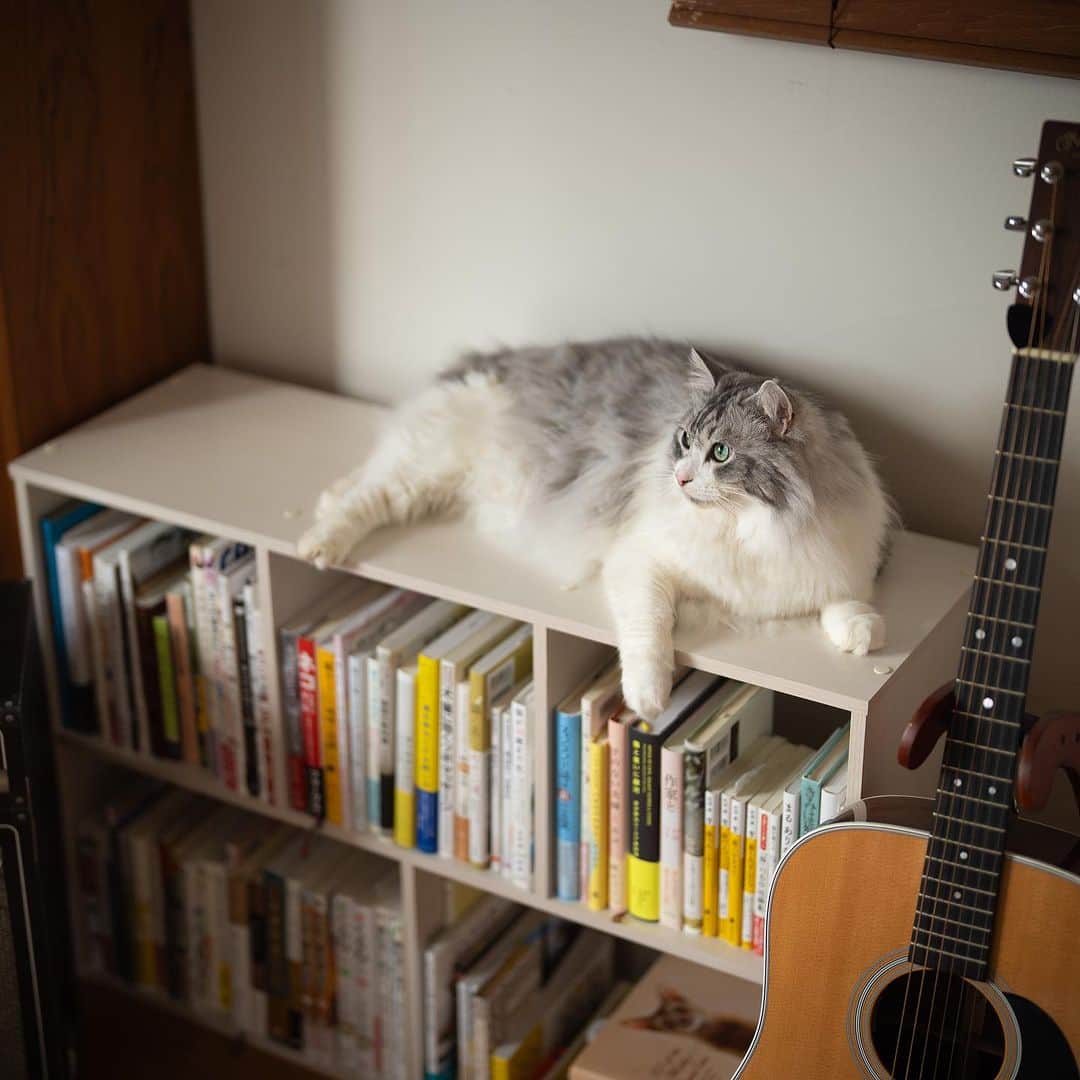近藤研二さんのインスタグラム写真 - (近藤研二Instagram)「猫本だけの本棚ができた(*^^*)  鎌倉駅前で友人夫婦が営む雑貨店molnで行われていた『貸し切り図書館』という名のライブイベントがコロナ禍を経て3年半ぶりに復活。10月にソロで久しぶりに出演させてもらうことになりました。思えばmoln10周年記念ライブが最初の緊急事態宣言で立消えになって以来。秋の鎌倉はとても良いので観光がてら是非遊びにいらして下さい。本を紹介するコーナーではこの本棚の中の数冊や、ここのところ読んだ絵画関係の書籍など紹介できればと思っています。もちろんギター演奏と歌もちょっと。  キクタヒロコさんの個展も開催中なので合わせてお楽しみください。僕も楽しみ！  *******************  2023年10月15日(日)鎌倉moln 「貸切り図書館85冊目」 live:近藤研二 open:16:30 start:17:00 adv:¥4000 door:¥4500(+1drink)  9月15日(金)12時よりご予約開始 ご予約方法 「10/15近藤研二ライブ」とタイトルに付け ◯お名前 ◯人数 ◯お電話番号(代表者のみ) を明記の上、info@moln.jpまでお申し込み下さい。 折り返し料金お振込み先のご連絡をいたします。 お振込み確認後、ご予約完了となります。 満席になり次第ご予約を終了いたします。」9月3日 9時06分 - kenjikond0