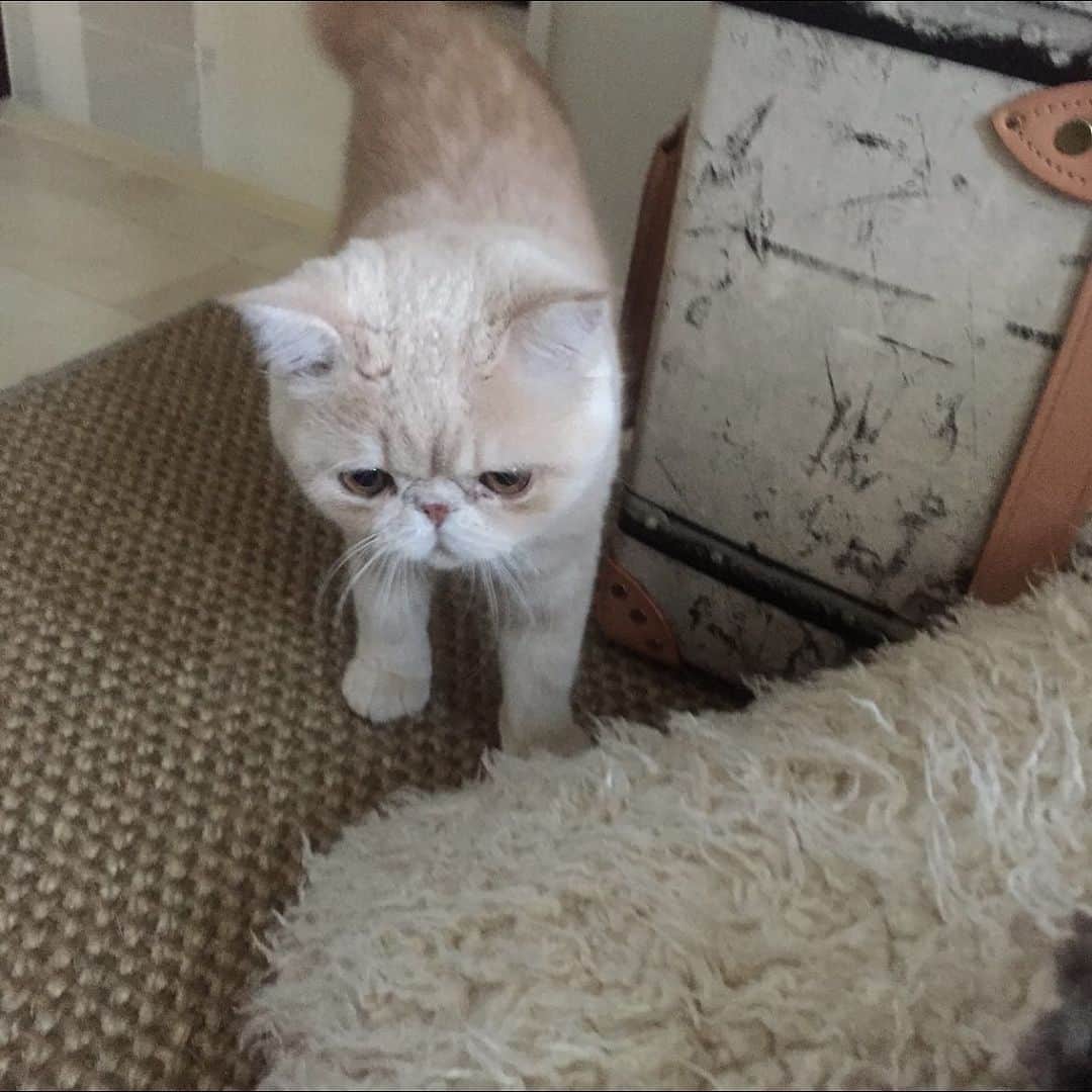 マッシュさんのインスタグラム写真 - (マッシュInstagram)「おはようございマッシュ！ 小さい頃は 部屋を探検してました。 #顔 #mash1126a  #マッシュのぺちゃんこライフ #cat #マッシュ #エキゾチックショートヘア #ねこ　#ネコ  #猫 #kitty  #猫部 #ねこ部 #ねこあつめ #にゃんだふるらいふ #猫莫迦 #catstagram #ExoticShorthair #catsofinstagram #catsosofinstagram #katten #kitten」9月3日 9時11分 - mash1126a