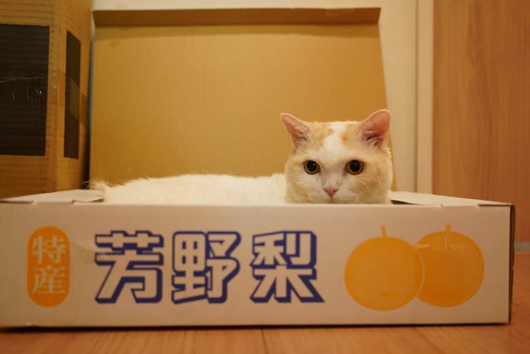 のインスタグラム：「.  最近のお気に入りの場所🎶  #梨の季節がやってきた   #レモン #cat #catstagram」