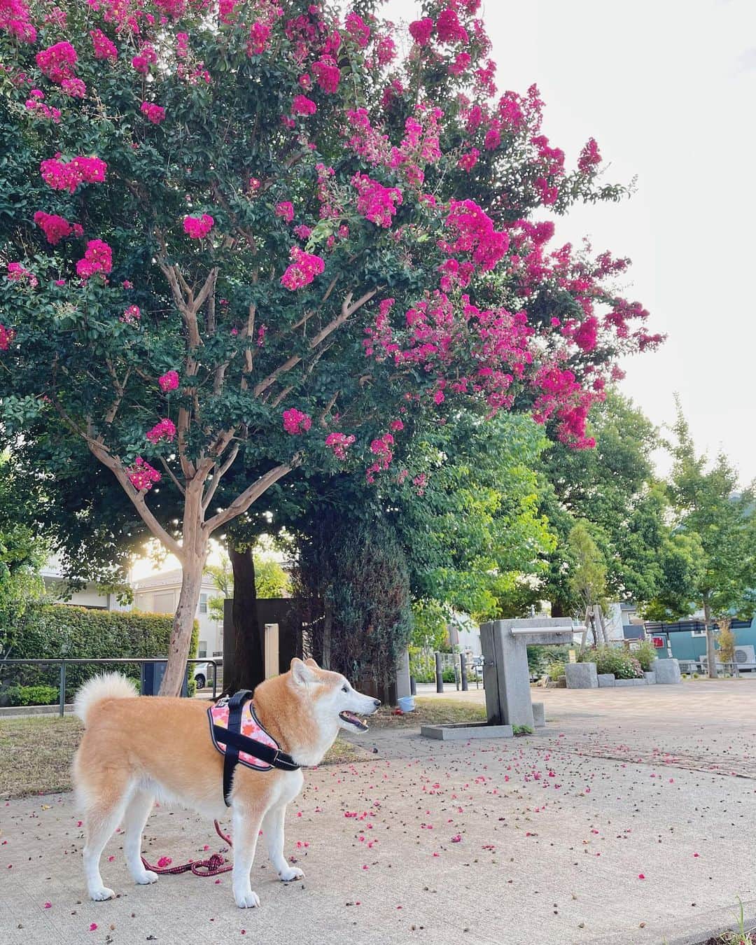 meekooのインスタグラム：「公園の百日紅はまだまだ元気に咲いています( ´∀｀)♡ 2023.9.3 朝さんぽ」