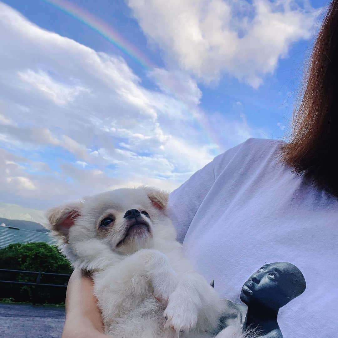 イアリサさんのインスタグラム写真 - (イアリサInstagram)「沢山の人がお家に来てくれて ニコといっぱい遊んでくれるから 家のピンポン鳴ると 誰か来たと喜ぶようになり 病院の先生にもしっぽ振ってる。  そんな早く起きなくてもいい私だけど、毎朝6:30に起こされるし、怒っても1mmも怒られてると分かっていないし、なかなか色んなこと覚えないけど、毎日朝から寝るまでずーっとニコニコしてる君が心から愛おしい。  わんぱくで とっても甘えん坊で 自由なニコ。  私とニコの初めての夏 楽しい夏でした🐶」9月3日 11時18分 - _i.arisa_