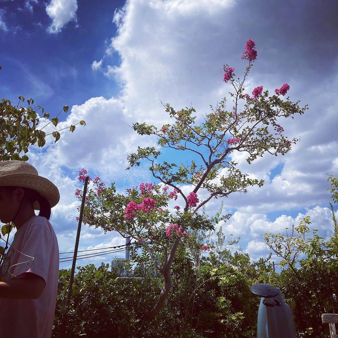 川江美奈子さんのインスタグラム写真 - (川江美奈子Instagram)「・ うちの小学生たちも 夏休み最終日 宿題総決算 持ちものチェック の合間に オリーブの枝葉にぐるぐるに絡まって伸びた朝顔のつるをはずしてくれてる BGMは何なんw   #summer2023」9月3日 11時30分 - minakokawae