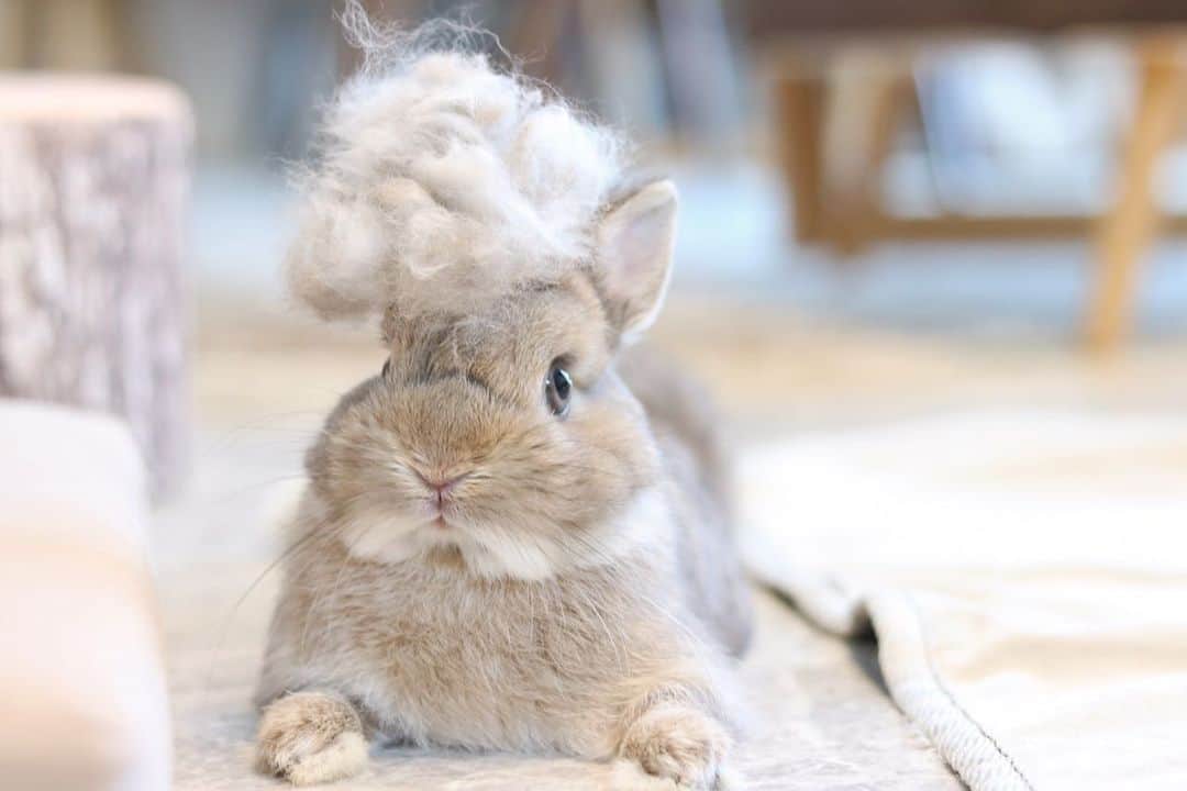 yun.ゆんのインスタグラム：「sugar.🫧 換毛期でずいぶん抜けた アフロくん🧑‍🦱🫧  今回も顔が陥没。😂  体調は絶好調なので このままがんばってね。✨ : : : : #換毛期  #うさぎ#ウサギ#ネザーランドドワーフ#ZIP写真部#ふわもこ部#多頭飼い #rabbits#rabbitsofinstagram #rabbitstagram #petstagram #instapet#cutepetclub #instarabbit  #bunnylove #lapin #pecotv #WeeklyFluff #netherlanddwarf #ルピナスラビトリー #lupinus_rabbitry #シュガーくん」