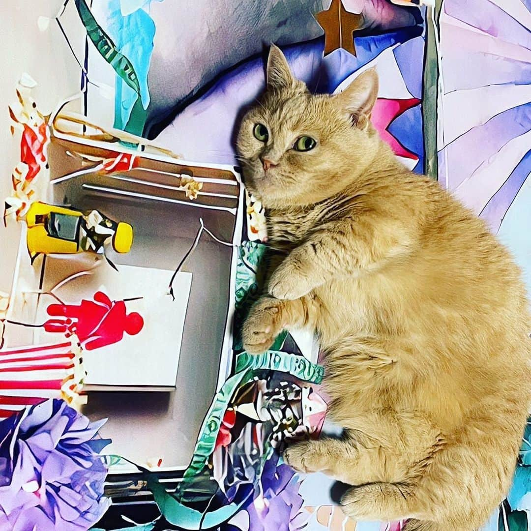 古市憲寿のインスタグラム：「猫氏。合成写真みたいになってる。 #にゃんすたぐらむ🐈」