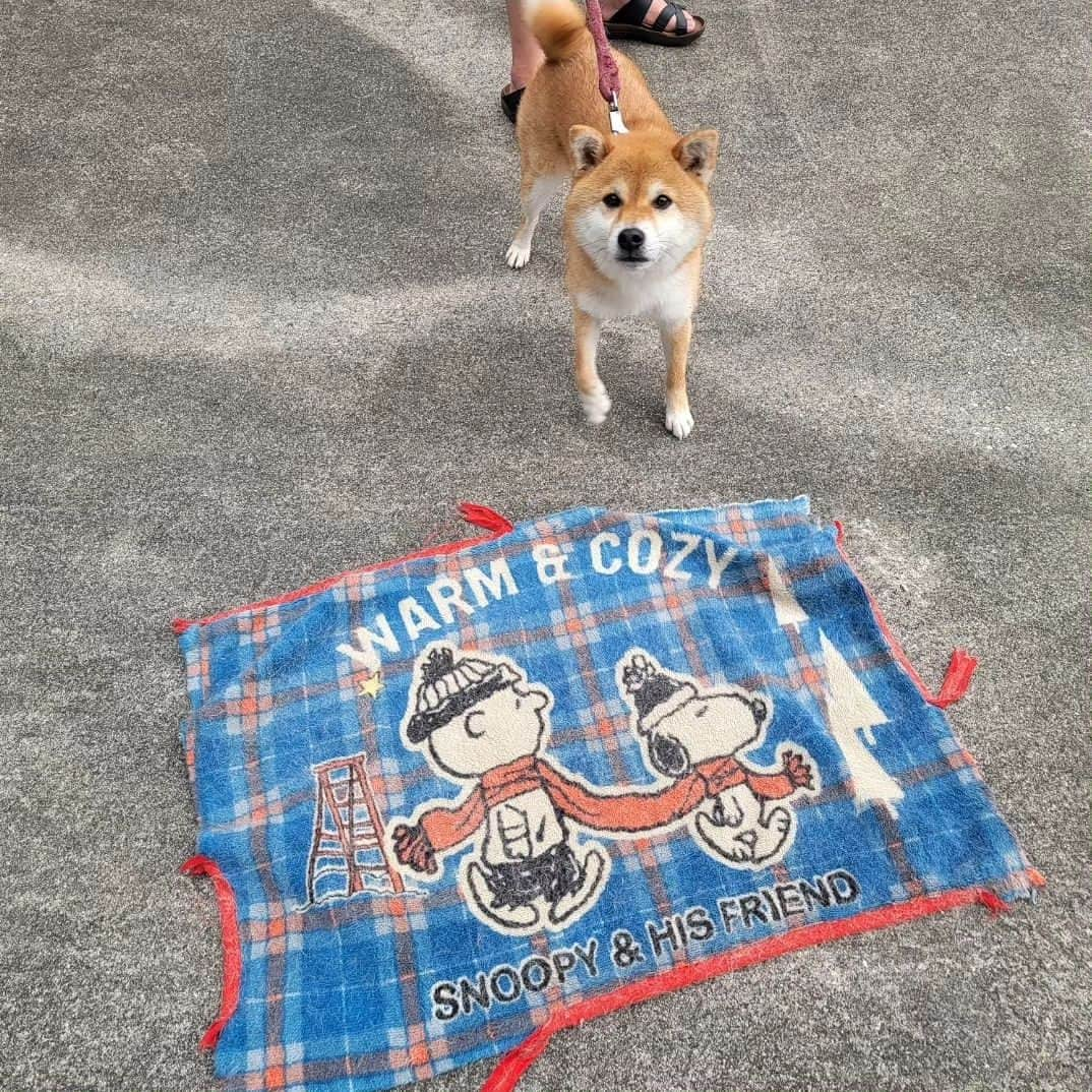 柴犬たま Shibainu Tamaのインスタグラム