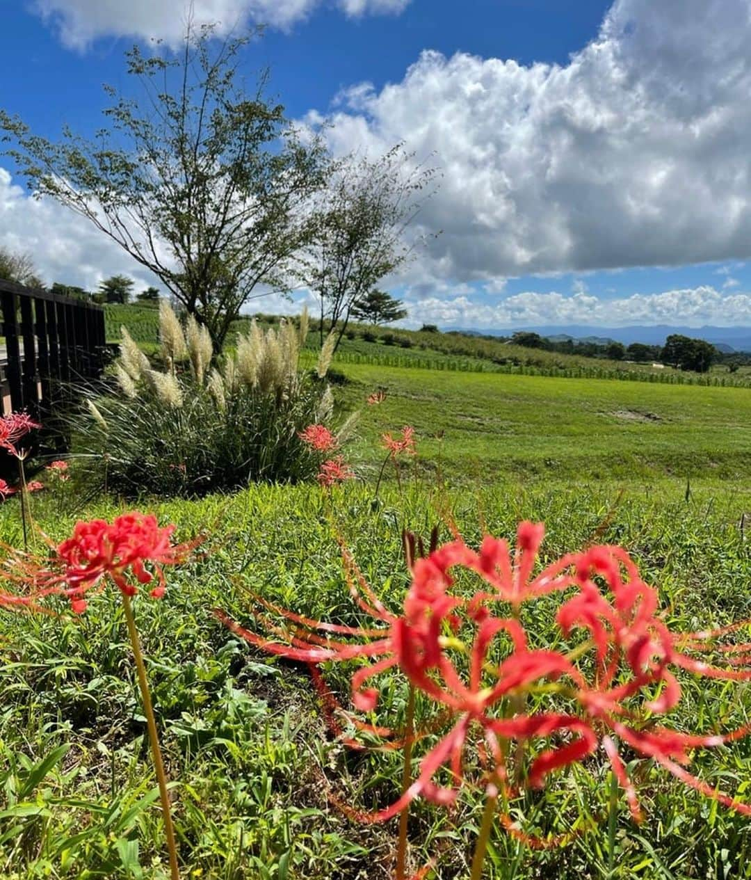 假屋崎省吾さんのインスタグラム写真 - (假屋崎省吾Instagram)「阿蘇くじゅう国立公園内にある、くじゅう花公園はもう秋で〜す🙌  秋バラも満開で〜す✨  彼岸花も一斉に咲きだしました〜っ😻  #假屋崎省吾 #カーリー #くじゅう花公園 #秋 #秋バラ #花 #満開」9月3日 22時36分 - shogo_kariyazaki_official