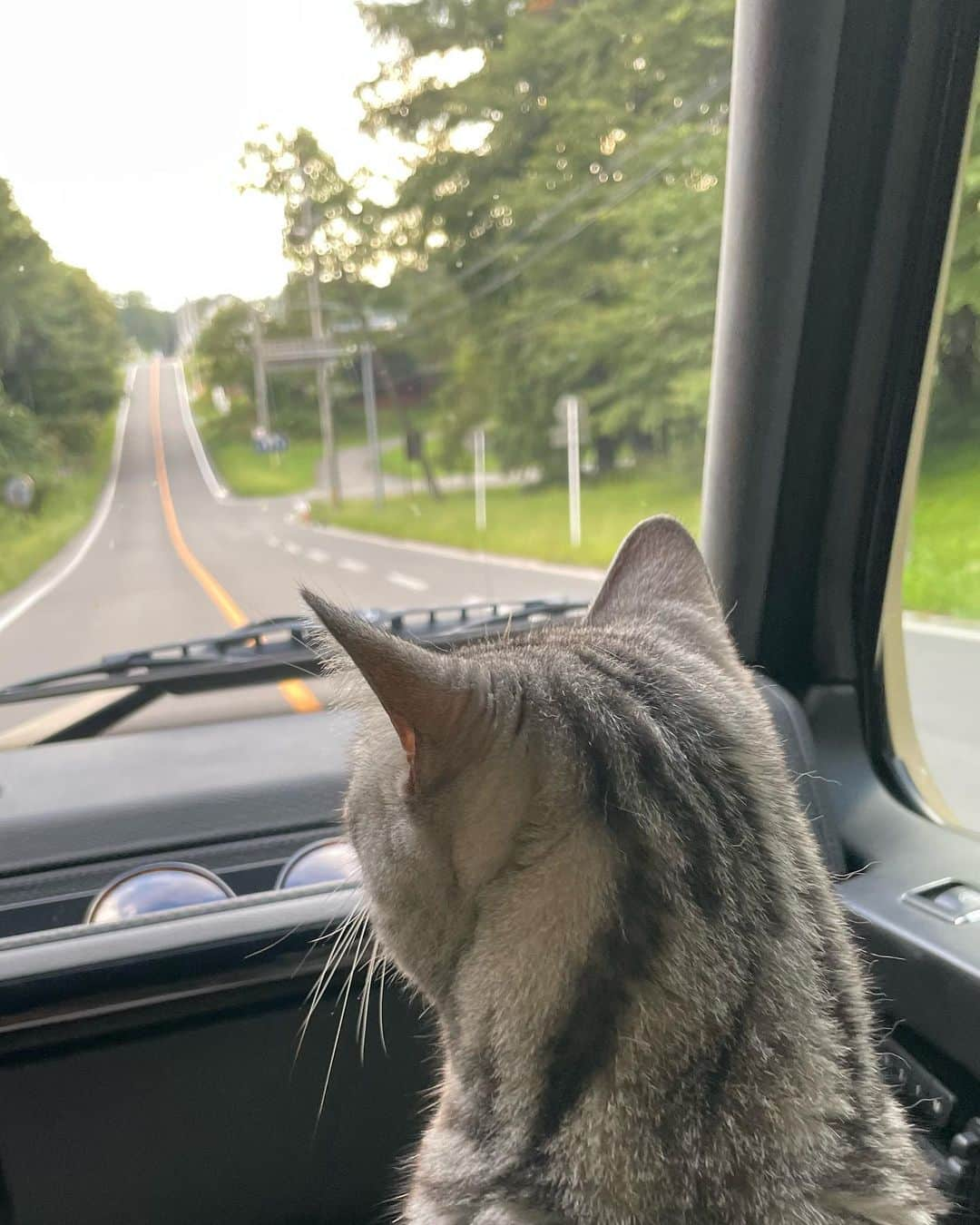 園原ゆかりさんのインスタグラム写真 - (園原ゆかりInstagram)「🌿 家族で長野へ  標高が高いので 朝晩は涼しくフリースがいるくらい 昼はそれなりに暖かくノースリーブで とても過ごしやすかったです  猫も連れて行くのですが 今年からは実家のベンガルも このエミール君はまだ子猫なので うちの虎吉🐯は追いかけられ 逃げ惑う長野生活となっています （可哀想な🐯笑）  #大人の夏休み  #長野生活  #避暑 #ootd  #猫と旅行 #猫とドライブ #猫の虎吉」9月3日 22時42分 - yucari0108