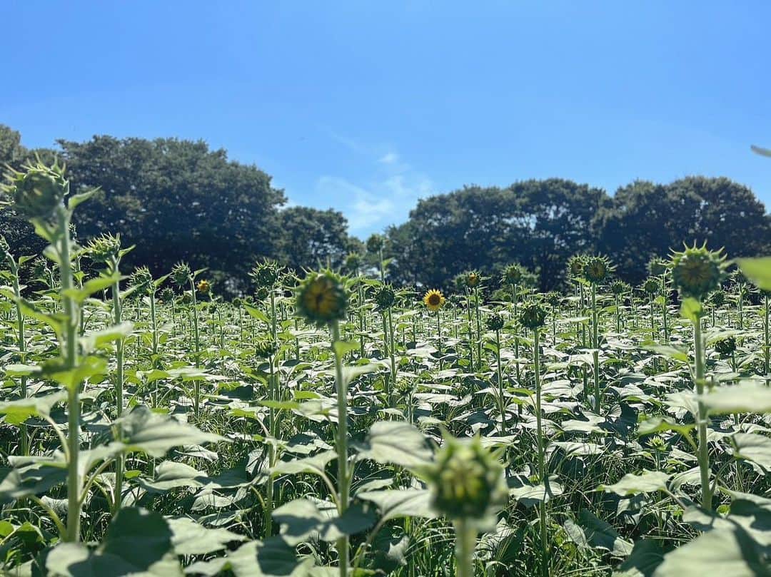 Riicoのインスタグラム：「🌱…🌻? ・ はて…今年は… ひまわり畑についたら まだ全然咲いていなかったというオチww ぽつりと咲いてる子が居てもまだ開花してないから 紐で畑の中には入れないようになってて せめてもの咲いてるひまわりにさえ 近づかせてももらえなくてしょんぼりw ・ この日、意気揚々と向かったんだよ…猛暑の中ね… それでこの景色だった時のショックやばかった😭😂🤣笑 いちめん真っ黄色のひまわり畑はどこー？！？てなったし すごい緑やん！！て、、、🌱笑 ほんと暑かったし！！🫠🥵🔥笑 いつも終わりがけに行くから今年は早めに行こうってなって 7月30日に行ったの！！ そしたら早すぎたみたい🥹 ひまわりってわたしと一緒で気まぐれね〜🥹笑 そーゆーところも好きだよー🌻笑 なんて。わたしの顔よw これまた良き思い出かな🤣❤️‍🔥 こんな開花前のひまわり畑見るの初めてだったし👀笑 ひまわり2023年編🌻笑 ・ #ひまわり畑 #昭和記念公園」