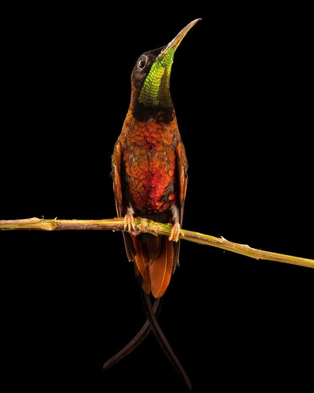 Joel Sartoreさんのインスタグラム写真 - (Joel SartoreInstagram)「This fiery-colored bird is a crimson topaz hummingbird I photographed while visiting @weltvogelpark. Found in the rainforests of northeastern South America, this hummingbird species uses its bright and flashy colors to mark and defend territory, with males flashing their feathers towards potential intruders. Predominantly solitary, a male’s territory includes his female mate and their chicks - no other males or mated pairs from the same species are allowed.   #hummingbird #bird #animal #wildlife #photography #animalphotography #wildlifephotography #studioportrait #PhotoArk @insidenatgeo」9月3日 23時10分 - joelsartore