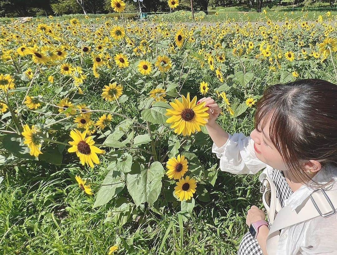 Riicoさんのインスタグラム写真 - (RiicoInstagram)「が！しかし！！ ちいさなひまわりサンフィニティ🌻 っていうのが咲いてくれてて！！！❤️‍🔥 今年はこの小さい子達を愛でてきましたあ！🌻♡♡♡笑 可愛かった🥹 満開の大きいひまわりは断念しちゃったけど また来年会いに行こうと思う♫♡ ・ 今年も安定のぴょんたと夏の思い出ひまわり畑〜🌻❤️‍🔥 暑い中ありがとうやで〜〜😘(´⸝⸝•·̫•⸝⸝ `‪) ・ #ひまわり畑 #サンフィニティ  #立川　#昭和記念公園」9月3日 23時15分 - riico123ta