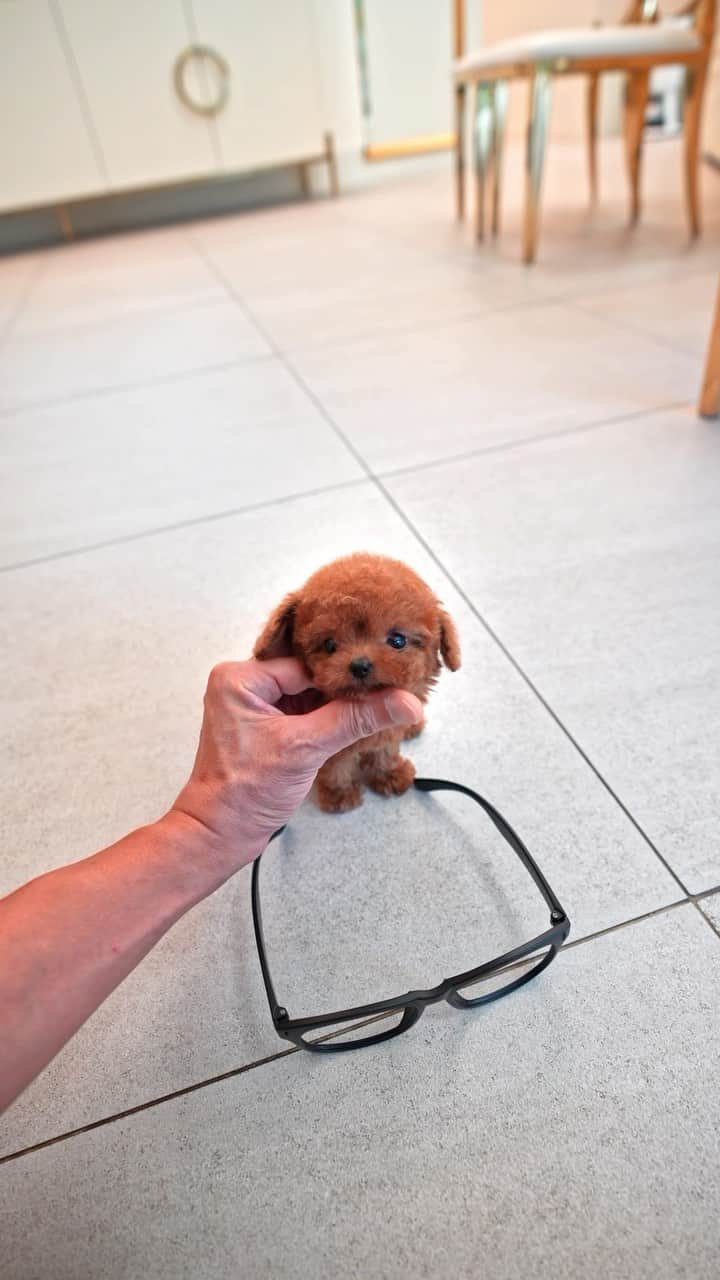Rolly Pups INCのインスタグラム