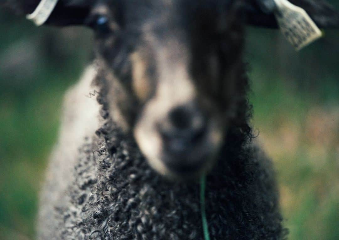 フィリッパコーのインスタグラム：「In 2018 we discovered that wool byproduct from the Swedish meat industry was being discarded. We then partnered with a local sheep farm, connecting them with our existing supplier network to create a fully traceable supply chain - turning this valuable organic resource into the first Filippa K Swedish Wool sweater.  Over the years we’ve scaled up the project to involve more bands and stakeholders – helping Swedish wool become more widely available in the industry. Today, the Swedish Wool Initiative is an Axfoundation collaborative of 15 brands, pioneered by #FilippaK.   Stay tuned for the next edition of Filippa K Swedish wool launching in November.  Photographed by @thomasjansson2」