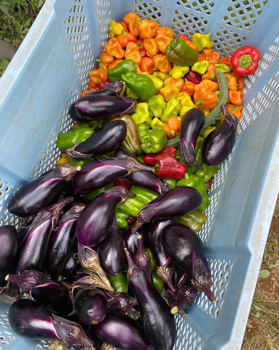 槙あやなさんのインスタグラム写真 - (槙あやなInstagram)「青空の下、数年ぶりに 農縁プロジェクト @nouenpj の 活動に参加してきました！  栃木の長閑な風景に癒されながら 楽しい農縁メンバーと 野菜収穫。  採れたての野菜たちが カラフルで、生き生きとしていて 本当に可愛い。  その新鮮な無農薬野菜でBBQだなんて 最高過ぎた😆  「食べることは生きること」を 全身で感じたこの1日は 終始笑顔で幸せな時間でした。  #食べることは生きること  #農縁プロジェクト #農業 #農業体験 #夏野菜 #バーベキュー」9月3日 15時07分 - ayana_maki