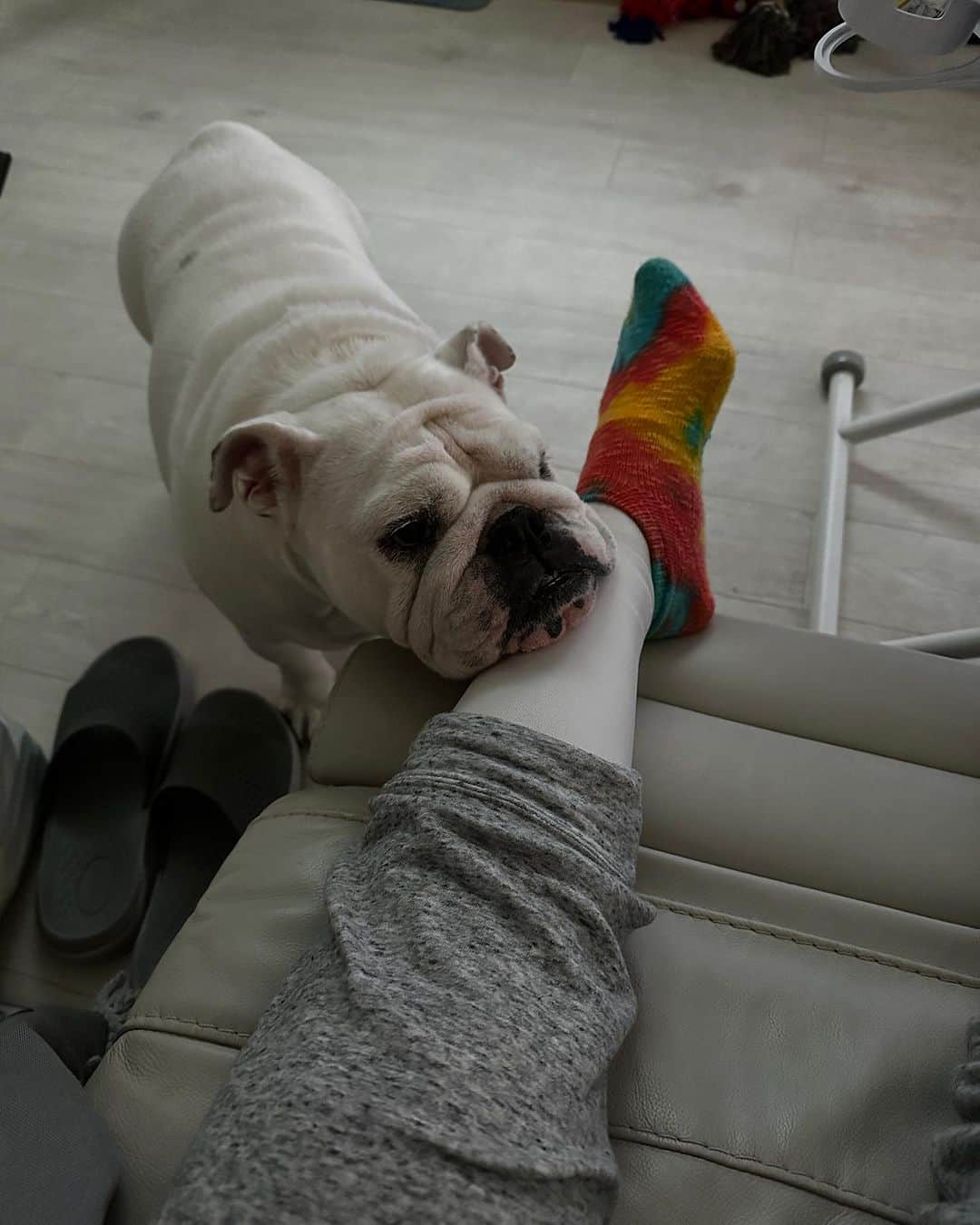 のインスタグラム：「徐々に寄ってきました。  久しぶりに会ってどう接して良いか、わからなかったんだね。  @yumiko_hotta  @t_hearts2020  #堀田祐美子 #yumikohotta  #prowrestling  #プロレス #womansprowrestling  #女子プロレス  #hearts82 #thearts  #ブルドッグ #イングリッシュブルドッグ #ブルドッグふぅら」