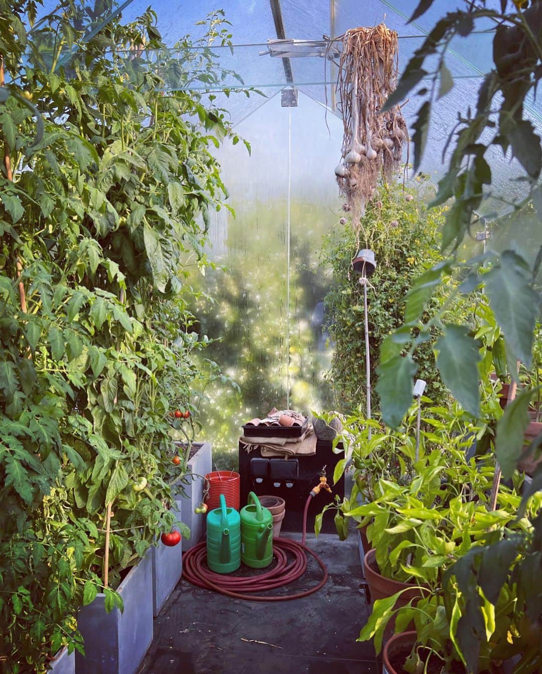 ニック・ナイトさんのインスタグラム写真 - (ニック・ナイトInstagram)「Happy Greenhouse. My tomatoes and peppers looking beautiful this morning. 💚」9月3日 17時08分 - nick_knight