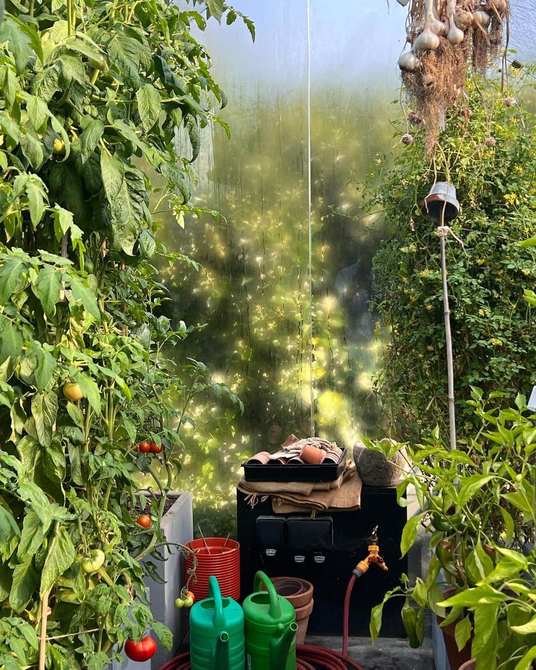 ニック・ナイトさんのインスタグラム写真 - (ニック・ナイトInstagram)「Happy Greenhouse. My tomatoes and peppers looking beautiful this morning. 💚」9月3日 17時08分 - nick_knight