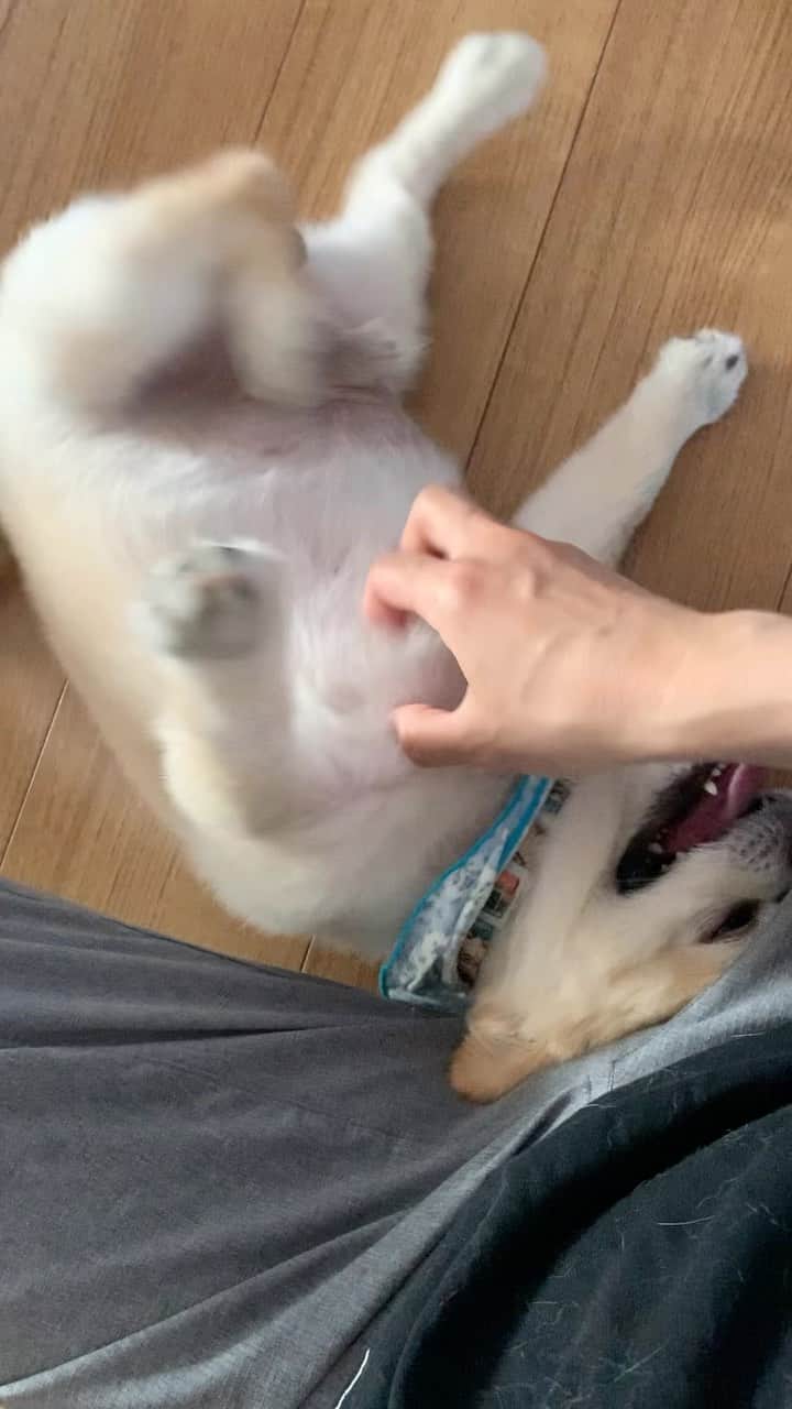 畑喜子のインスタグラム：「全然足届いてないんよねぇww 掻いてるつもりw #犬 #いぬすたぐらむ #いぬのきもち #いぬのいる暮らし #いぬバカ部」