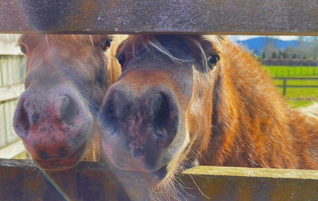 マナのインスタグラム：「They're a bad liar♡🐴♡」