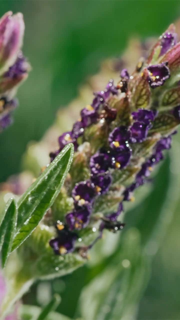 モルトンブラウンのインスタグラム：「Like lavender, but with more power. Our Provence lavandin is intensely aromatic, herby and refined; an unforgettable note in our new Wild Mint & Lavandin fragrance.」