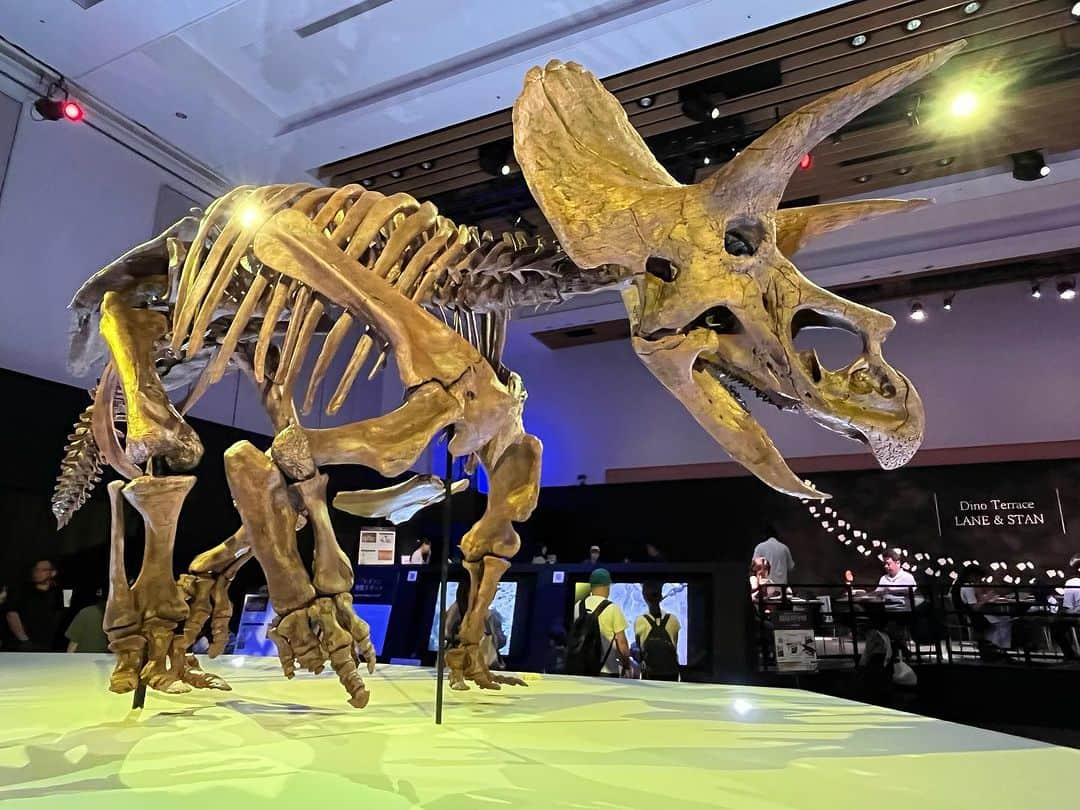 【公式】東京コミュニケーションアート専門学校ECOのインスタグラム：「行ってきました！ Dino Science 恐竜科学博 2023🦕  在校生のツアーガイド付き✨ 引率スタッフも、大変勉強になりました👏  光と影の演出で、躍動感ある恐竜達をたくさん見る事が出来て大興奮の1日でした🦖  9月12日までの開催という事なので、興味のある方はぜひお早めにチェックしてみて下さいね😊  ガイドを担当してくれた学生さん達も、ありがとうございました🤗  ※お知らせ※ 恐竜専攻のアカウントが開設しました🦖 @tca_eco.dino  ↑ぜひ、チェックしてみて下さいね！  . ・－・－・－・－・－・－・－・－・ ⁡ 学校説明会やオープンキャンパスも実施しております🐰🌱 ぜひご参加ください🕊🛰 ⁡ ・－・－・－・－・－・－・－・－・ ⁡ #tca東京eco動物海洋専門学校 #tcaeco #動物 #海洋 #ペット #自然環境 #恐竜 #専門学校 #オープンキャンパス #oc #進路 #動物園 #飼育員 #恐竜科学博 #化石 #古生物」