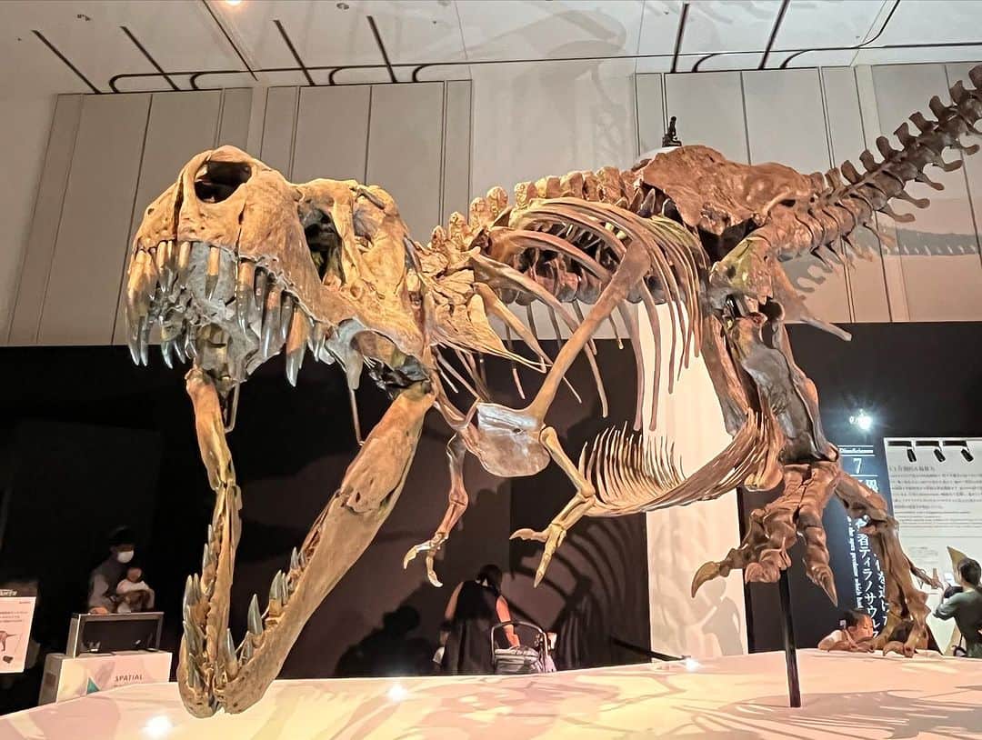 【公式】東京コミュニケーションアート専門学校ECOさんのインスタグラム写真 - (【公式】東京コミュニケーションアート専門学校ECOInstagram)「行ってきました！ Dino Science 恐竜科学博 2023🦕  在校生のツアーガイド付き✨ 引率スタッフも、大変勉強になりました👏  光と影の演出で、躍動感ある恐竜達をたくさん見る事が出来て大興奮の1日でした🦖  9月12日までの開催という事なので、興味のある方はぜひお早めにチェックしてみて下さいね😊  ガイドを担当してくれた学生さん達も、ありがとうございました🤗  ※お知らせ※ 恐竜専攻のアカウントが開設しました🦖 @tca_eco.dino  ↑ぜひ、チェックしてみて下さいね！  . ・－・－・－・－・－・－・－・－・ ⁡ 学校説明会やオープンキャンパスも実施しております🐰🌱 ぜひご参加ください🕊🛰 ⁡ ・－・－・－・－・－・－・－・－・ ⁡ #tca東京eco動物海洋専門学校 #tcaeco #動物 #海洋 #ペット #自然環境 #恐竜 #専門学校 #オープンキャンパス #oc #進路 #動物園 #飼育員 #恐竜科学博 #化石 #古生物」9月3日 18時25分 - tca_eco