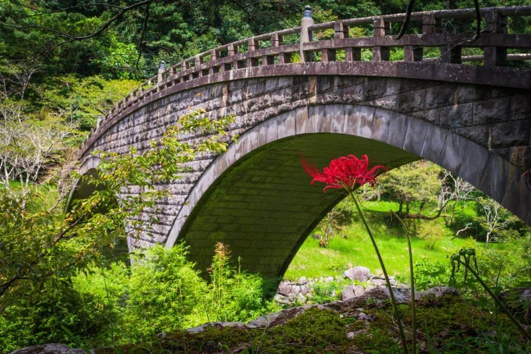 鹿児島よかもん再発見のインスタグラム：「南九州市川辺町にある岩屋公園へ(^-^)/  暑さは続いてますが、暦の上では秋へ進みだしています。  岩屋公園の川沿いの彼岸花はとても早く、もう元気に花を咲かせていました🙌  【すみっこ巡りビジュアルコンテスト】開催中！ いぶすき広域観光推進協議会では、指宿市、南九州市、南大隅町、錦江町の２市２町の魅力を撮影した写真や動画のコンテスト「すみっこ巡りビジュアルコンテスト」を開催中。  総勢50名様に、賞金や特産品が当たります。  詳しくは、すみっこ巡り公式アカウント @sumicco_kgsm　へ。  #鹿児島 #鹿児島観光 #南九州市 #南九州市観光 #南九州市川辺町 #岩屋公園 #鹿児島の風景 #鹿児島の自然 #すみっこ巡り #フェリーなんきゅうで行こう #kagoshima #kagoshimaphoto #kagoshimaphotograph」