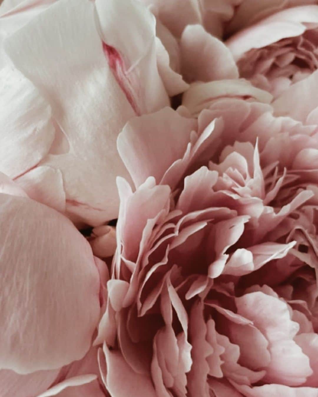 Yukicoさんのインスタグラム写真 - (YukicoInstagram)「🍃🌸🍃🌸🍃  ————————————————————— 見てくださる方にプラスになる投稿をしていきます 是非いいね♡フォロー♡ よろしくお願いいたします𓅟 私の写真の編集については フォトレッスンでレクチャーをしています —————————————————————  #flowers#flowerpower#flowerphotography#flowerporn#flowerslovers#flowerstagram#bouquet#bouquets#btsarmy#jiminpen#btsjimin #ジミンペン」9月3日 18時46分 - yukicolifecom
