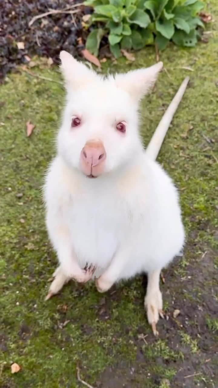 Australiaのインスタグラム：「Here’s one (seriously) cute reason to visit #BrunyIsland 🤍🤍 Cheers to @globetrottingbaes for capturing this adorable #whitewallaby on @tasmania’s Bruny Island. Nestled off the coast of nipaluna (@hobartandbeyond), this island is known for it coastal walks, wildlife (duh! 🦘) and outstanding produce. If you want the whole shebang, book a tour with @pennicottjourneys or @brunyislandsafaris.   🎥: @globetrottingbaes   📍: Bruny Island, #Tasmania.   #SeeAustralia #ComeAndSayGday #DiscoverTasmania」