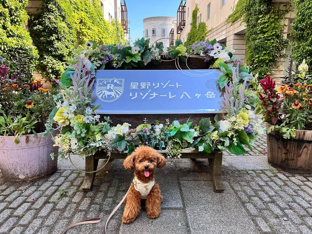 島村みやこさんのインスタグラム写真 - (島村みやこInstagram)「【愛犬とお宿】 第二弾は星野リゾートリゾナーレ八ヶ岳に 行ってきました🏝️✨  リゾナーレ八ヶ岳は子供が楽しめるお宿としても大人気のお宿なんですが、実は愛犬も大人も楽しめちゃうお宿だったんです🐕  季節毎にイベントや、アクティビティが異なって、違った楽しみ方が出来るのも魅力的です♡  たくさんコメントいただいたお料理はお腹がはち切れるくらいに大満足でした🤤  今回は夏だったけど、また違う季節に行きたいと思うお宿でした♡  まだ見てないよって方はトップページYouTubeからみてね🤭」9月3日 19時04分 - miyako_shimamura.official