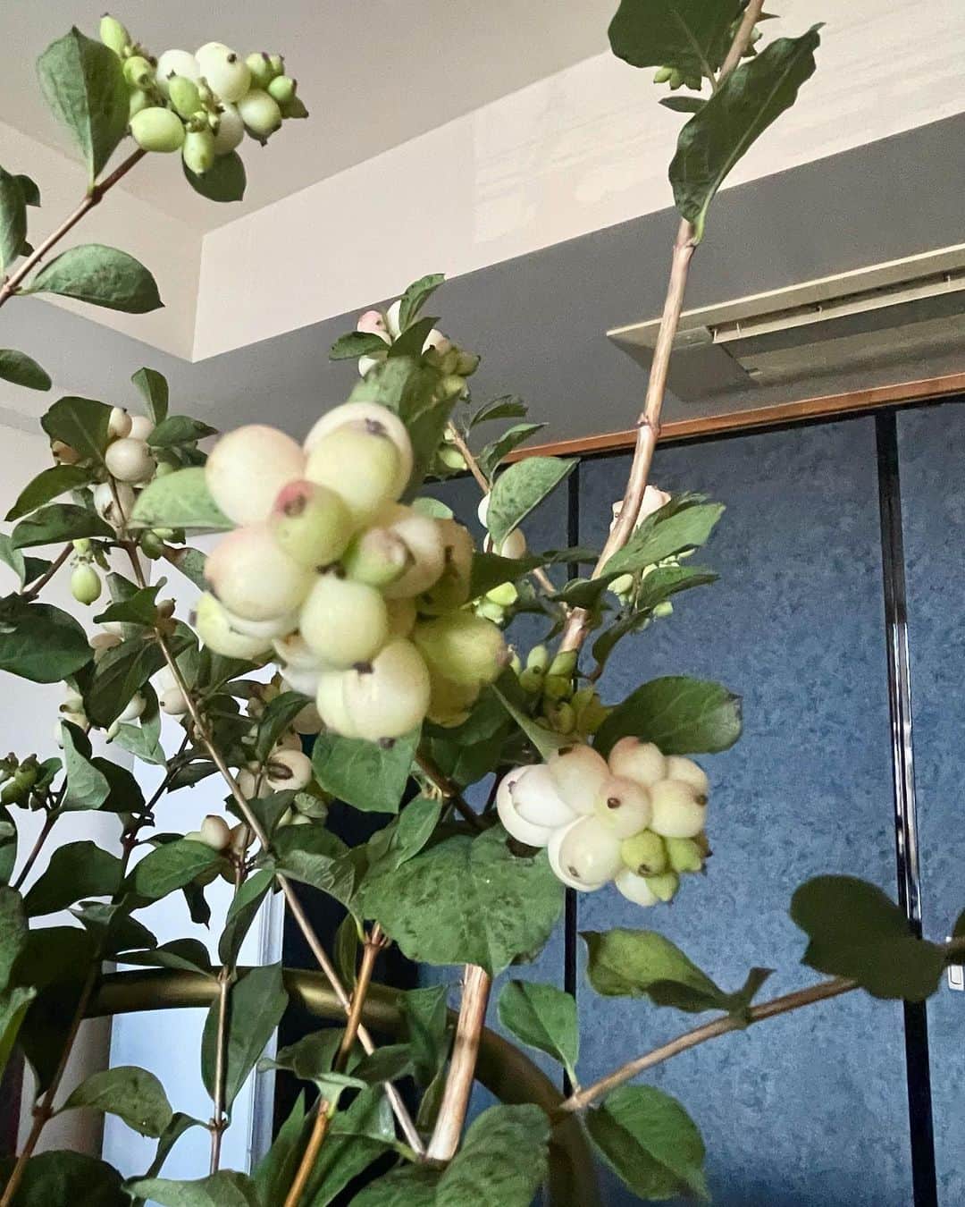 前園真聖さんのインスタグラム写真 - (前園真聖Instagram)「お花を買いに行って帰ってきたら、素敵なお花が届いていました！ イラストがとてもセブンに似ています☺️ ありがとう。 #感謝 #シンフォリカルポス #花のある暮らし」9月3日 19時06分 - maezono_masakiyo