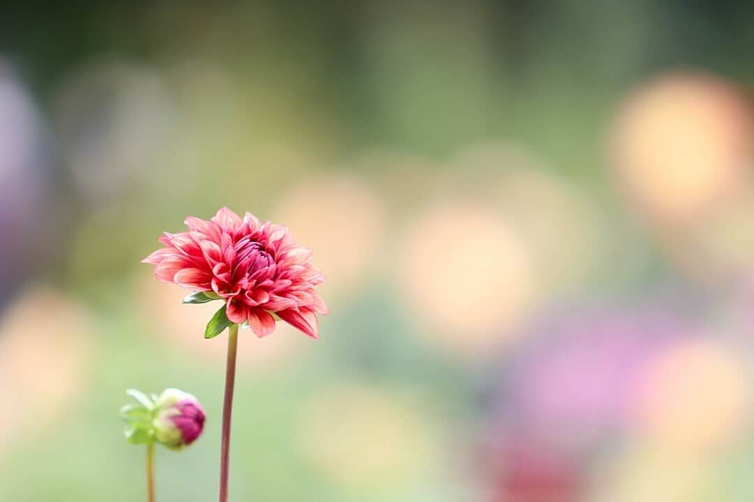 花の写真館のインスタグラム：「Photo by happyriko. https://instagram.com/happyriko/ . Original Post[投稿いただいたURL] https://www.instagram.com/p/CvqV6NShx3x/ . 本アカウントは、 #私の花の写真 をつけてInstagramに投稿された皆さまの花の写真や、「花の写真館」Facebookページで投稿された花の写真を紹介します。 「花の写真館」Facebookページは、「 @floral.photograph 」のプロフィールにあるURLからご覧ください。 . ※各種法令、マナー、関係者の指示に従った撮影をお願いします。 *Please ensure that your photography adheres to all relevant laws, etiquette, and instructions issued by authorized persons. ※本アカウントは東京カメラ部がFacebook、Instagramのサービスを利用して運営しているもので、Meta社・Instagramとは一切関係ありません。 . #花の写真館 #floralphotograph #floralphoto #flower #flowers Follow: @floral.photograph」