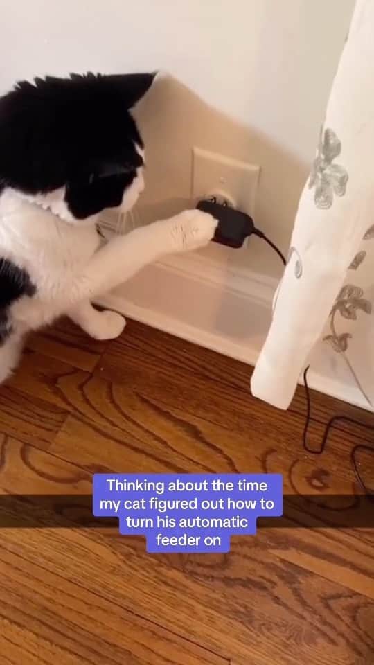 Cute Pets Dogs Catsのインスタグラム