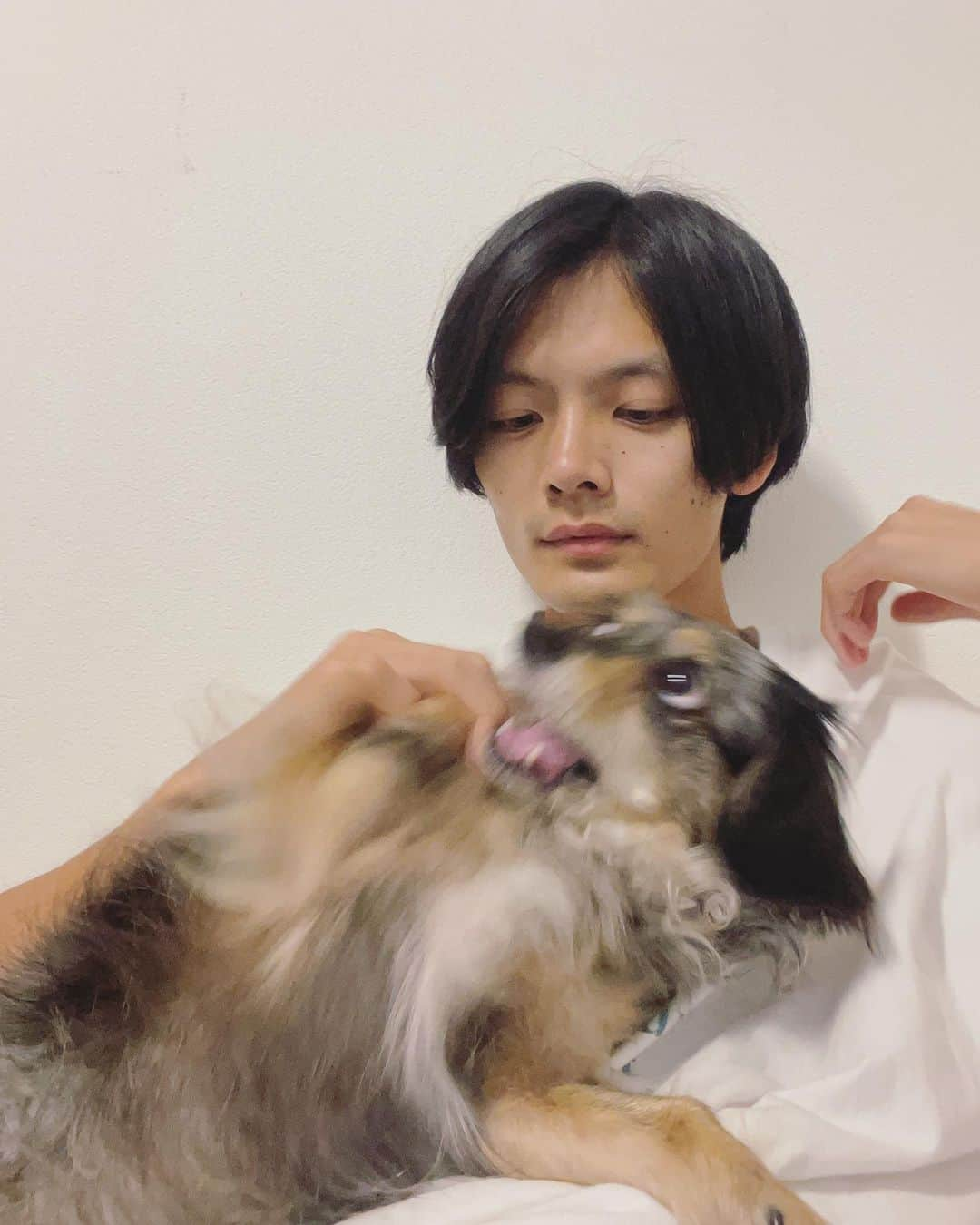 長坂 睦生さんのインスタグラム写真 - (長坂 睦生Instagram)「... 本日もこんな具合で1日終わってます。  #いぬすたぐらむ #ワンコ #犬のいる暮らし #チワックス #チワワ #ダックス #ブルーダップル #チワックス倶楽部 #チワックス部 #わんこのいる生活 #わんこのいる暮らし #ミックス犬 #今日のわんこ #短足部 #ペットパラダイス  #dog #pet #dogstagram #animal #pets #petstagram #doglover #doggy #mydog」9月3日 20時05分 - mutsukinagasaka