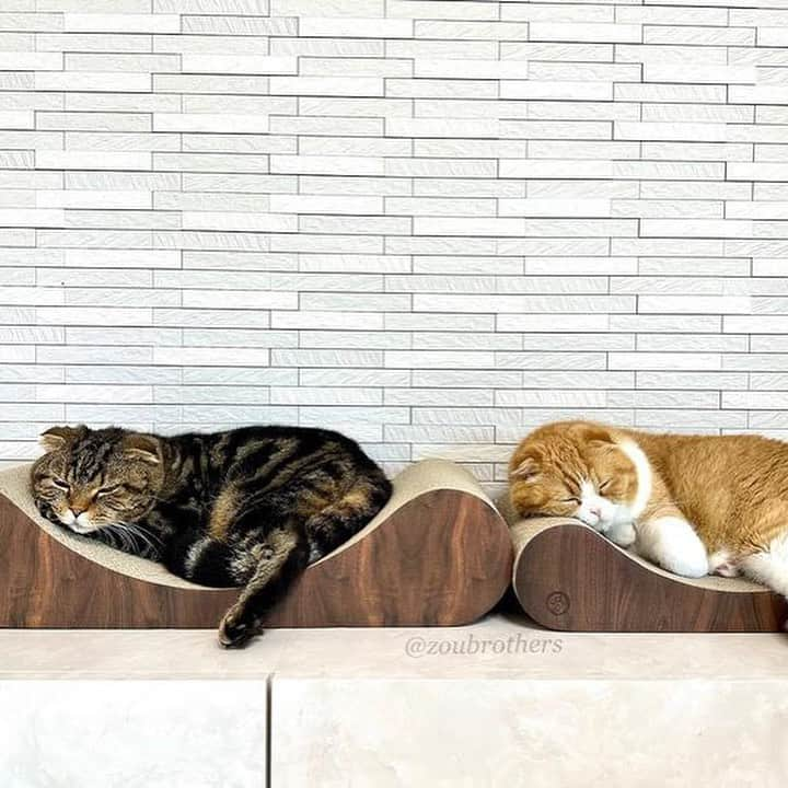 猫壱（ねこいち•ネコイチ）さんのインスタグラム写真 - (猫壱（ねこいち•ネコイチ）Instagram)「【猫壱からのお知らせ 】  イオンペットさんで先行販売をしていたつめとぎが、新色も追加してついに他の店舗でも購入可能に🐾  猫工学デザインのまんまるカーブが柔らかく猫の体にフィットする❤︎❤︎【バリバリベッドカール】が登場しました🐈✨  先行販売のお色はライトブラウンのみでしたが、人気のダークブラウンも新登場🙌 ＊まだ販売を開始していない店舗でも順次販売予定です。 販売まで今しばらくお待ちくださいませ。  サイズはそれぞれM.Lをご用意✨ どちらも奥行きゆったりで、くつろぐのも、爪を研ぐのも広々使うことができます🐾  猫壱のバリバリベッドシリーズは猫ちゃんのためにとってもこだわった段ボールを使用しています🥺 原料は100％紙のダンボールを使用📦  品質の良いダンボールを使用しているので、つめとぎ後のとぎカスも少ないのも特徴の1つ😊  ダンボール部分の接着には植物由来の糊を採用しており、猫ちゃんにも安心して使っていただけます😊 ︎  バリバリベッドカールが気になる方は @necoichicojp のリンク、または商品ボタンから詳しい情報をチェックしてくださいね🥺❤︎ ▫  #猫壱からのお知らせ #猫壱 #necoichi#新商品#爪とぎ #バリバリベッドカール #バリバリベッド」9月3日 20時06分 - necoichicojp