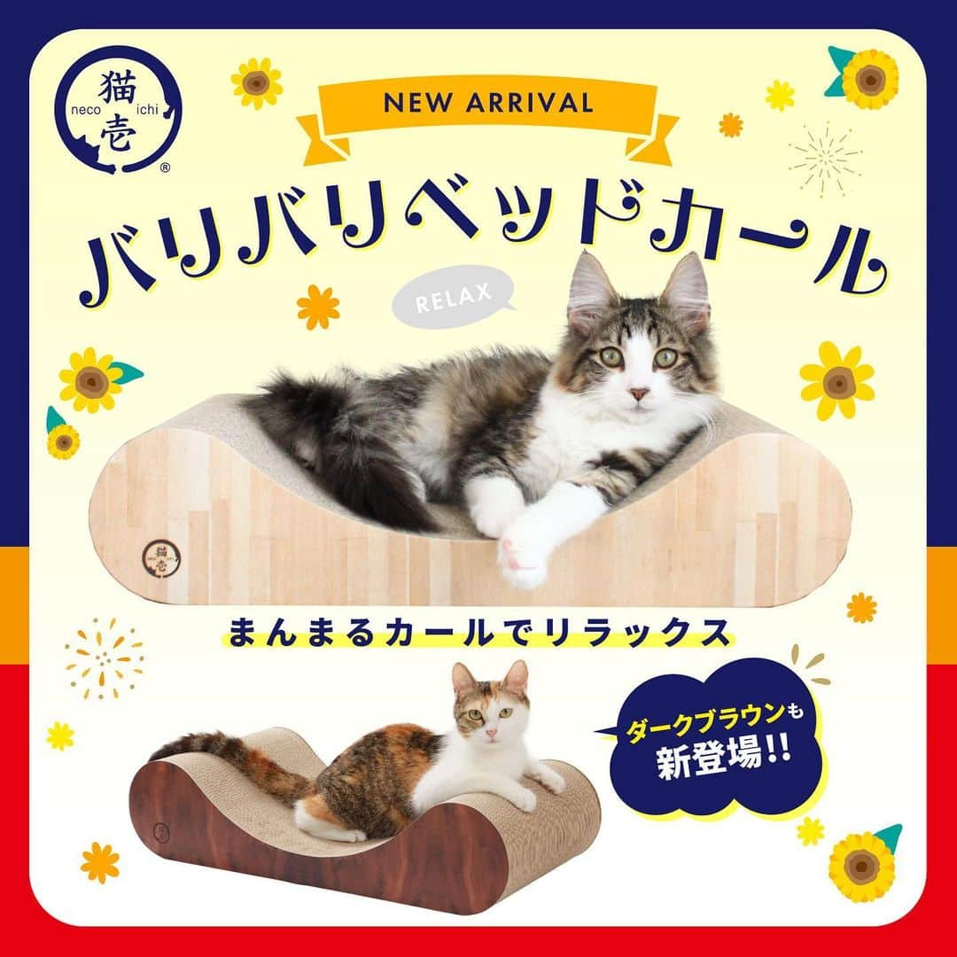 猫壱（ねこいち•ネコイチ）さんのインスタグラム写真 - (猫壱（ねこいち•ネコイチ）Instagram)「【猫壱からのお知らせ 】  イオンペットさんで先行販売をしていたつめとぎが、新色も追加してついに他の店舗でも購入可能に🐾  猫工学デザインのまんまるカーブが柔らかく猫の体にフィットする❤︎❤︎【バリバリベッドカール】が登場しました🐈✨  先行販売のお色はライトブラウンのみでしたが、人気のダークブラウンも新登場🙌 ＊まだ販売を開始していない店舗でも順次販売予定です。 販売まで今しばらくお待ちくださいませ。  サイズはそれぞれM.Lをご用意✨ どちらも奥行きゆったりで、くつろぐのも、爪を研ぐのも広々使うことができます🐾  猫壱のバリバリベッドシリーズは猫ちゃんのためにとってもこだわった段ボールを使用しています🥺 原料は100％紙のダンボールを使用📦  品質の良いダンボールを使用しているので、つめとぎ後のとぎカスも少ないのも特徴の1つ😊  ダンボール部分の接着には植物由来の糊を採用しており、猫ちゃんにも安心して使っていただけます😊 ︎  バリバリベッドカールが気になる方は @necoichicojp のリンク、または商品ボタンから詳しい情報をチェックしてくださいね🥺❤︎ ▫  #猫壱からのお知らせ #猫壱 #necoichi#新商品#爪とぎ #バリバリベッドカール #バリバリベッド」9月3日 20時06分 - necoichicojp