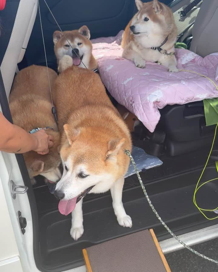 shibainu berryのインスタグラム：「Shiba paradise😍 土日の柴パラ😆 土曜日 ①②ひめ様号渋滞😆 ③きなこちゃんに尻尾フリフリのおやじ🐻🎶 ひめ姉さん @shibainuhime チャロ小梅 @kami.yukiyo ふっくん @fukusuke0629 きなこちゃん @pengzi805  日曜日 ④⑤おやつに群がる柴犬たち😆 男子、ジョシーバに押されがち😂 ⑥唯一？の控えめ女子ももちゃん🍑 もうちょっと先輩たちが優しければね〜😅柴犬って結構体育会系ですよね😅 ⑦高齢組はひめ様号でまったり😂 ⑧若い玄米くんとナナちゃん合うね😆 高齢組とのテンションの差よ…😂 ⑨むくみはげんちゃんが好きみたいでめっちゃクンクンしてた😂❤️去勢してない子の匂いが気になるのかも！おやじはげんちゃんにはガウガウしてた😂 皆さま遊んでくれてありがとうございます😆 ひめ姉さん @shibainuhime ふっくん @fukusuke0629 ひーちゃん @megu_hime_nao むぎちゃん @223eee3 あいすちゃん @kuroshiba.aisu  ももちゃん @momo110924 玄米くん @genmaikun1223 げんちゃん @t.7575.pooh  ナナちゃん @toyota_nana  #柴パラ #犬の脾臓腫瘍 #犬の腫瘍摘出手術 #僧帽弁閉鎖不全症 #僧帽弁閉鎖不全症の犬 #僧帽弁閉鎖不全症手術済 #僧帽弁閉鎖不全症克服 #柴犬 #柴 #べりやん #べりむく #多頭飼い #徳島 #berry #shiba #shibainu  #shibainumania #ぷにっと部 #口角キュキュッと部 #チーム俺様 →部員絶賛募集中 #shiba_snap #proudshibas #instagramjapan #ふわもこ部 #pecoいぬ部 #pecotv #9gag @9gag @barked」