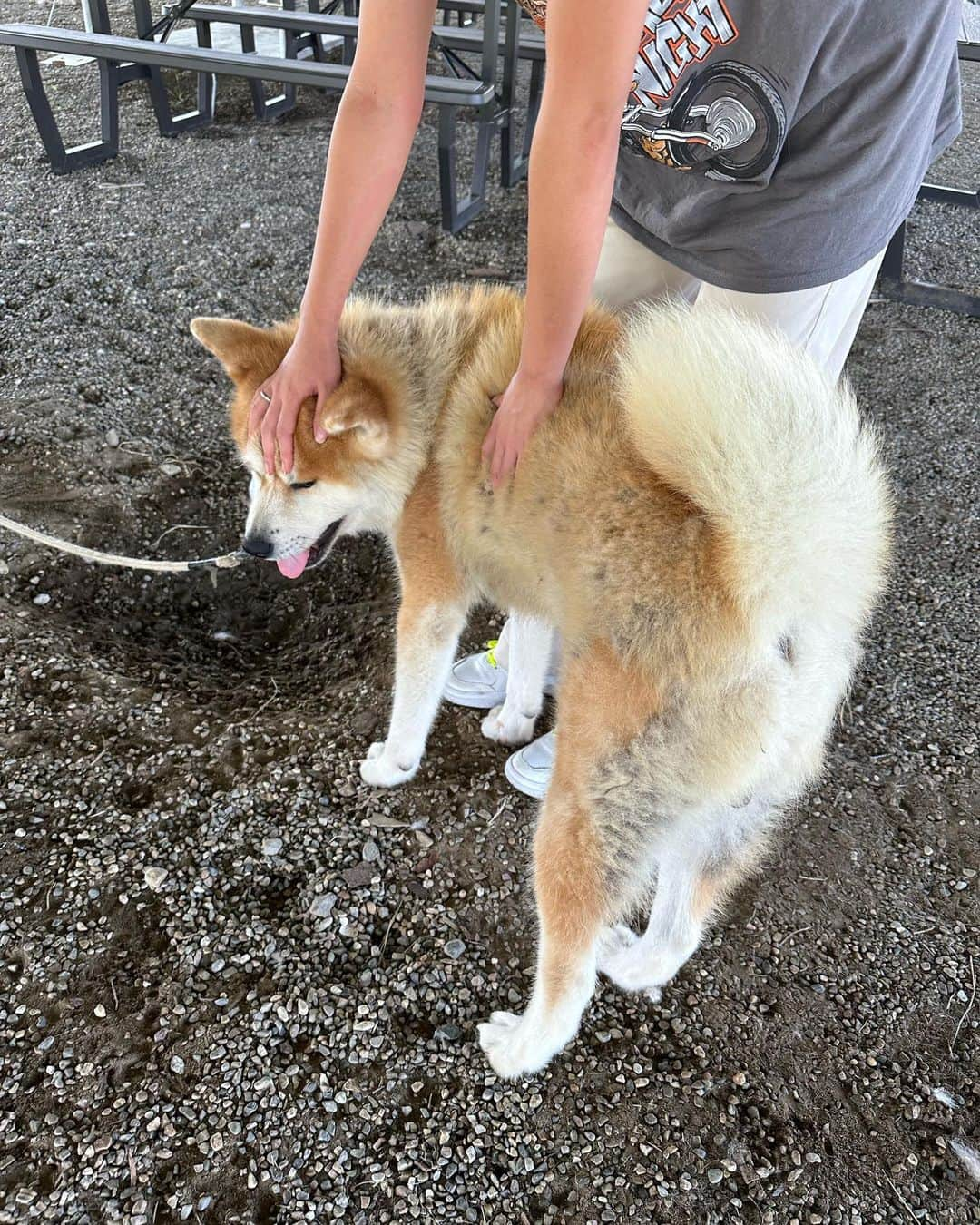 加藤遥香さんのインスタグラム写真 - (加藤遥香Instagram)「. 珍しくリアタイ投稿🤣 . 初めて篠島行ってきた🏝️🤍 美味しいものも食べれて、 バギーしたり自然で遊べて楽しかった🤩 夏っぽいことはこれが最後かな🥹 . #篠島#篠島デューテラス#篠島グルメ#sea#steak#selfie  #얼스타그램#팔로우#데일리#일상#오오티디룩#옷스타그램#나」9月3日 20時08分 - haruka3inpi