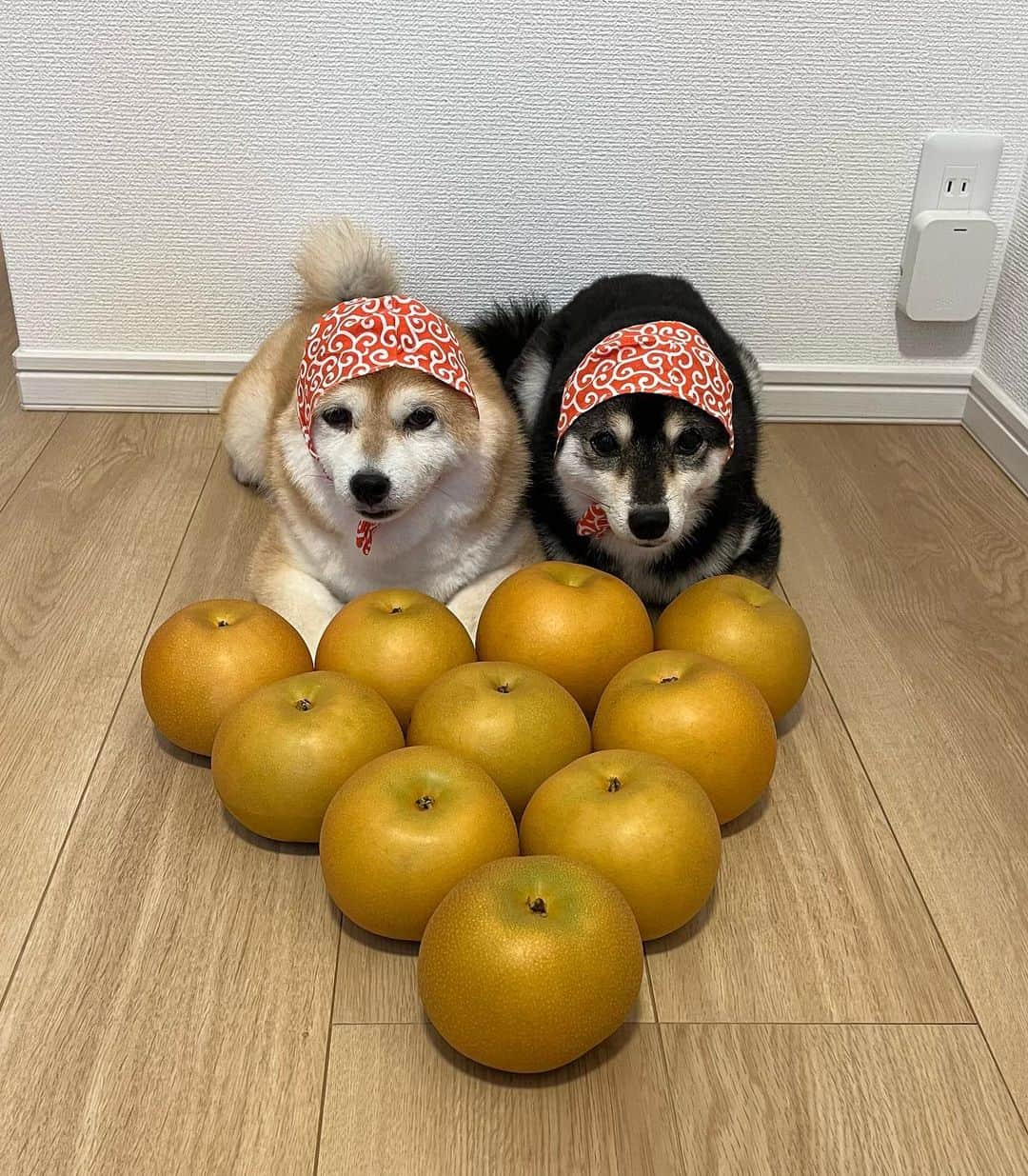 豆柴なつ&ふゆのインスタグラム：「We got a pear🍐😆⭐️ 梨🍐届いた〜😆⭐️  #秋月 #梨 #pear #甘い #熊本県産    #dog  #いぬのいる暮らし #イヌスタグラム  #しばいぬ部   #shibaaddict #柴 #しばいぬ #シバフル #わんダフォ #shibamania  #柴犬ライフ #shiba_snap  #instashiba#cutedogs  #柴犬#shiba #shibainu #shibastagram #いぬすたぐらむ #pecoいぬ部 #shibainumag_feature #dogoftheday  #🐕📷 #theshibasociety  #proudshibas」