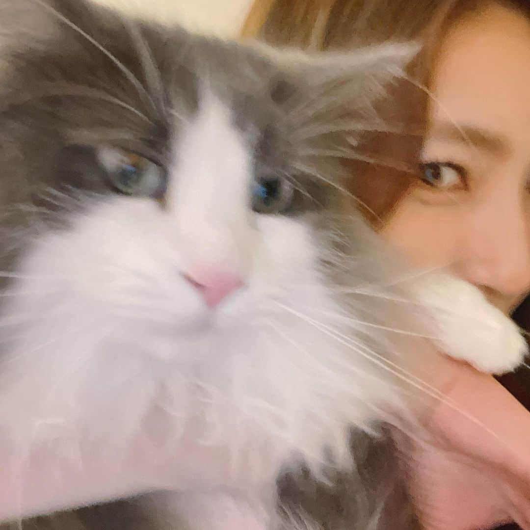 畑下由佳さんのインスタグラム写真 - (畑下由佳Instagram)「．  いたずらやんちゃ猫さま、4歳のお誕生日おめでとう🎂👏 るーくん、これからも仲良く暮らそうねー☺️🐈‍⬛  #流川 #誕生日 #ノルウェージャンフォレストキャット #ねこ #猫」9月3日 20時16分 - y_hatashita