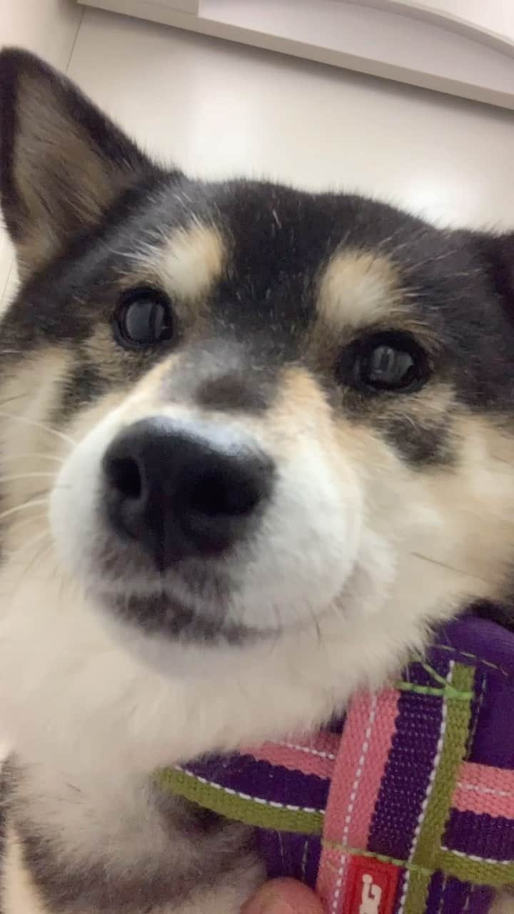 吾子のインスタグラム：「・ ・ いざ戦いへ💩🐶✨ ・ ・ 夜の戦いに挑む勇ましいあこわん🐶💩❤️ ・ いい💩するわんよ ・ ・ ・ ・ ・ #こんばんはしませんでした💩💦 #明日の朝かな🤷🏻‍♀️ #sapporo  ・ 北海道の柴犬 #柴北会 の皆ワン🐶暑い日は水いっぱい飲もう〜🐶✨ ・ #adorable #instadog#shibainu#dog#柴犬ライフ #instashiba#柴犬マニア #9gag #barked #kuroshiba#socute #cutedog#いぬのきもち #黒柴 #dogstagram_japan」