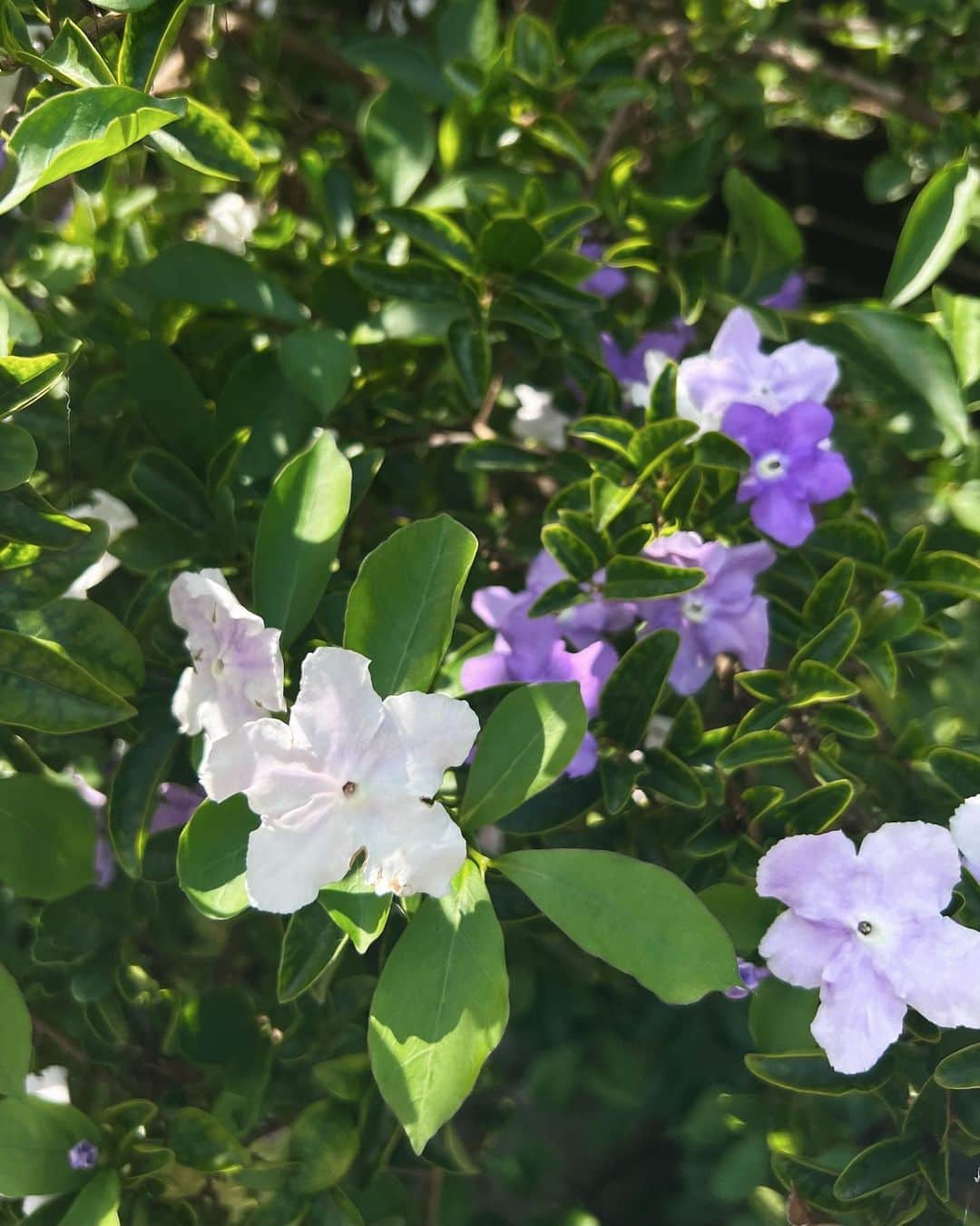 Julia Castroさんのインスタグラム写真 - (Julia CastroInstagram)「思い出ショット💐  全部大切な時間。 . #summer #photography #memories #summertime  #夏の思い出 #夏の終わり #思い出たち #julistagram」9月3日 21時28分 - julia.c.0209