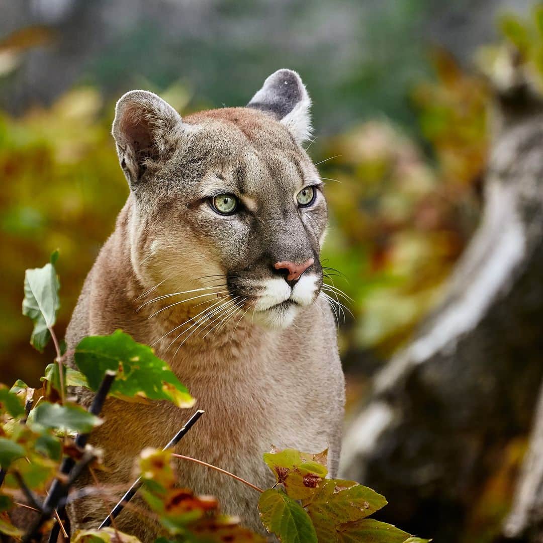 Discoveryのインスタグラム：「Keeping watch 🍂  A puma, also known as a cougar or mountain lion, searches for prey in an autumnal forest in the United States.  #Nature #Animals」