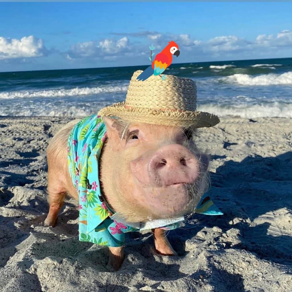 Priscilla and Poppletonさんのインスタグラム写真 - (Priscilla and PoppletonInstagram)「“Life is a journey that’s not measured in miles or years, but in experiences.” - Jimmy Buffett🏝️ #restinpeace #parrotheadforlife #margaritaville #SillyPop #PrissyandPop」9月3日 22時02分 - prissy_pig