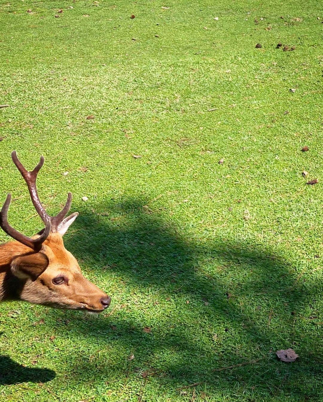 蓮水ゆうやさんのインスタグラム写真 - (蓮水ゆうやInstagram)「「鹿と自撮りオカン」  何年ぶりだろうか奈良の鹿🦌 相変わらず鹿せんべいを追いかけておった。 娘、囲まれて泣きました😂 しばらく鹿はいいそうです笑  #奈良の鹿 #奈良の大仏」9月3日 22時22分 - hasumi_yuya
