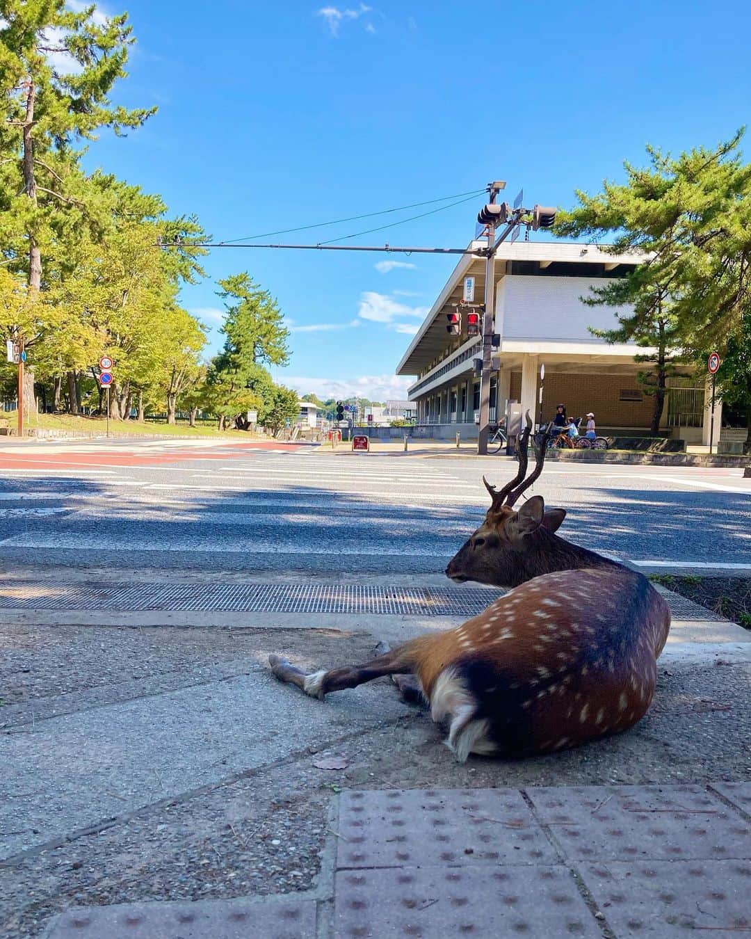 蓮水ゆうやさんのインスタグラム写真 - (蓮水ゆうやInstagram)「「鹿と自撮りオカン」  何年ぶりだろうか奈良の鹿🦌 相変わらず鹿せんべいを追いかけておった。 娘、囲まれて泣きました😂 しばらく鹿はいいそうです笑  #奈良の鹿 #奈良の大仏」9月3日 22時22分 - hasumi_yuya