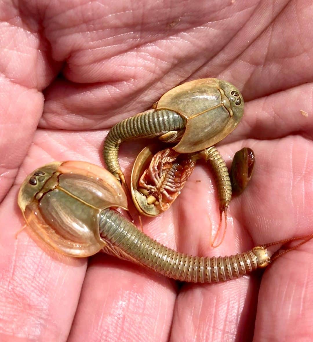 アメリカ自然史博物館のインスタグラム：「Have you ever seen a tadpole shrimp? Members of the genus Triops, these small crustaceans can be found across a wide range that includes North America, South America, and Asia. Growing up to 1.5 in (4 cm) long, they inhabit the bottom of murky freshwater pools. These critters have three eyes—including two compound ones and a primitive light-sensing organ—as well as a long antennae that they use to find food in their muddy habitats. Their lifespan is only about 40 days.  Photo: mbarger, CC BY-NC 4.0, iNaturalist #amnh #museum #biodiversity #animalfacts #didyouknow」