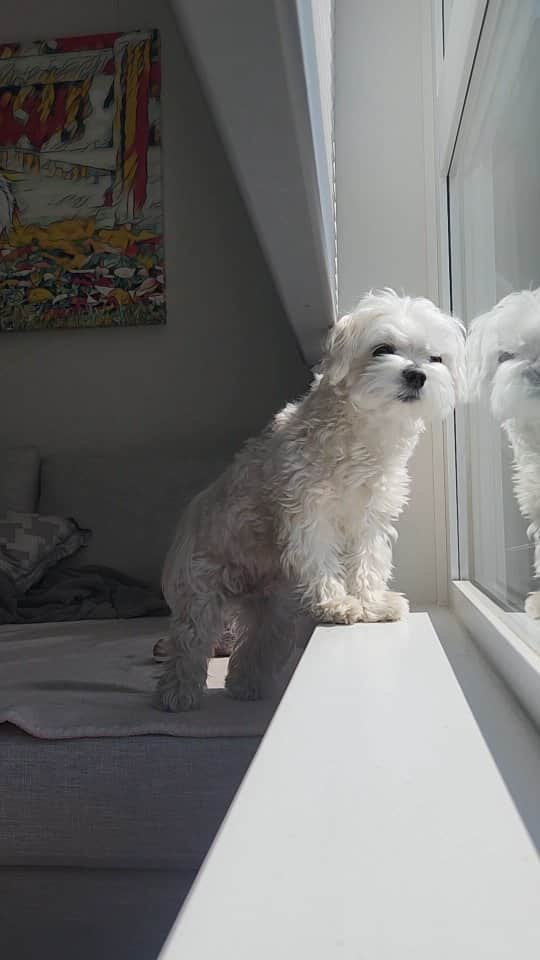 のインスタグラム：「When you don't want to be too obvious 😂  #romance #cutedog #maltese #theothemaltese #loveatfirstsight #dogslife」