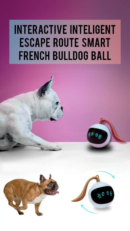 French Bulldogのインスタグラム