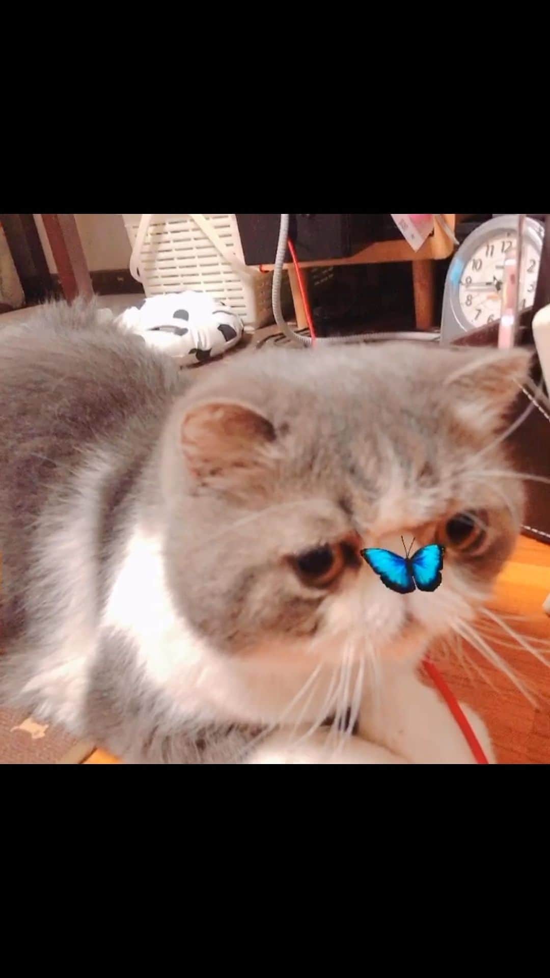 のインスタグラム：「蝶々  #ムスカ #エキゾチックショートヘア #ねこすたぐらむ #ふわもこ部 #にゃんすたぐらむ #ねこ部 #にゃんこ #ねこのいる生活 #ねこのきもち #猫写真 #猫大好き #ペコねこ部 #ねこバカ #愛猫 #냥스타그램 #귀여워 #猫咪 #catstagram #kitty #petstagram #instacat #meow #catoftheday #ilovemycat #catstagram_japan #instagramcats #cutepets #Kedi #cat_of_Instagram #katter」