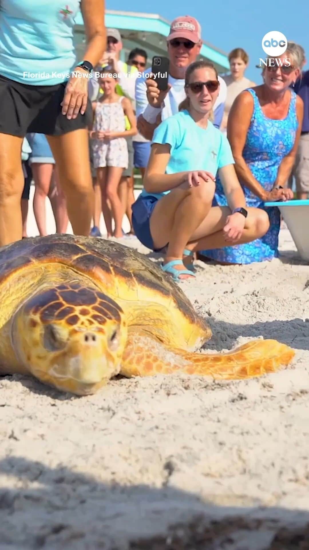ABC Newsのインスタグラム：「A rehabilitated loggerhead turtle was released back into the ocean off Key West Friday after spending almost two months recovering from wounds.」